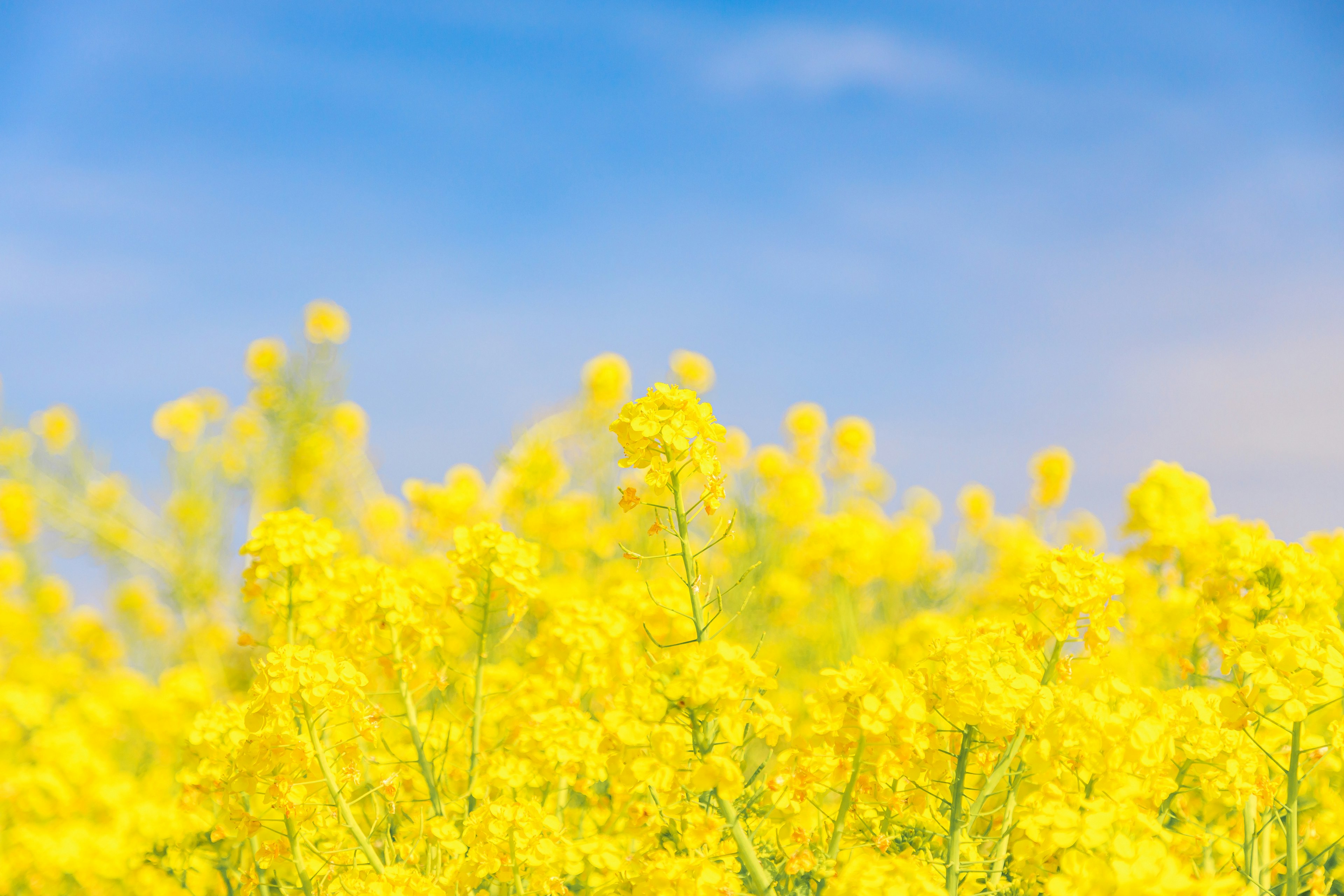 Ein Feld mit leuchtend gelben Blumen unter einem blauen Himmel