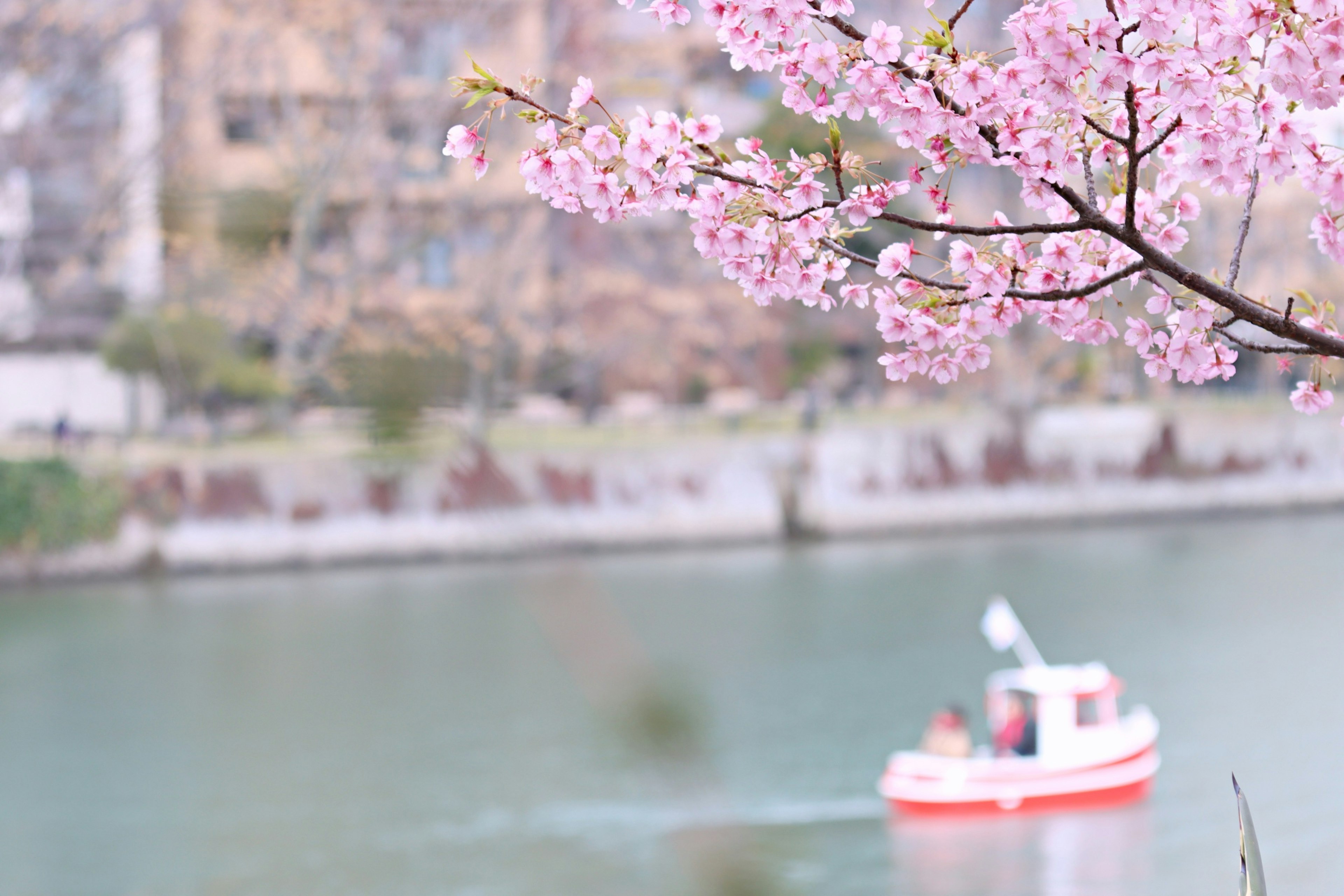 Sebuah perahu kecil di sungai dengan bunga sakura yang mekar di dekatnya