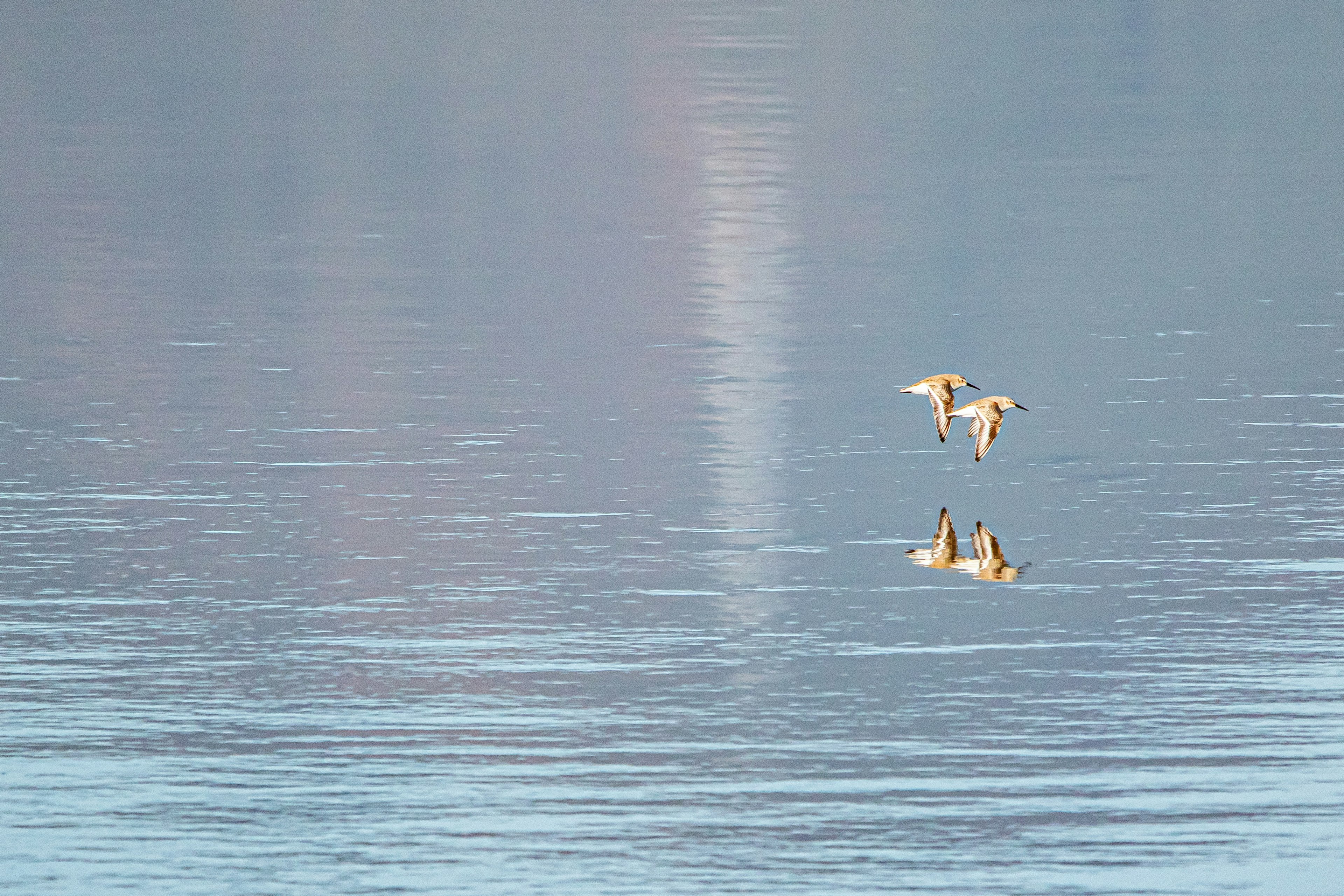 Birds floating on a calm water surface with soft colors