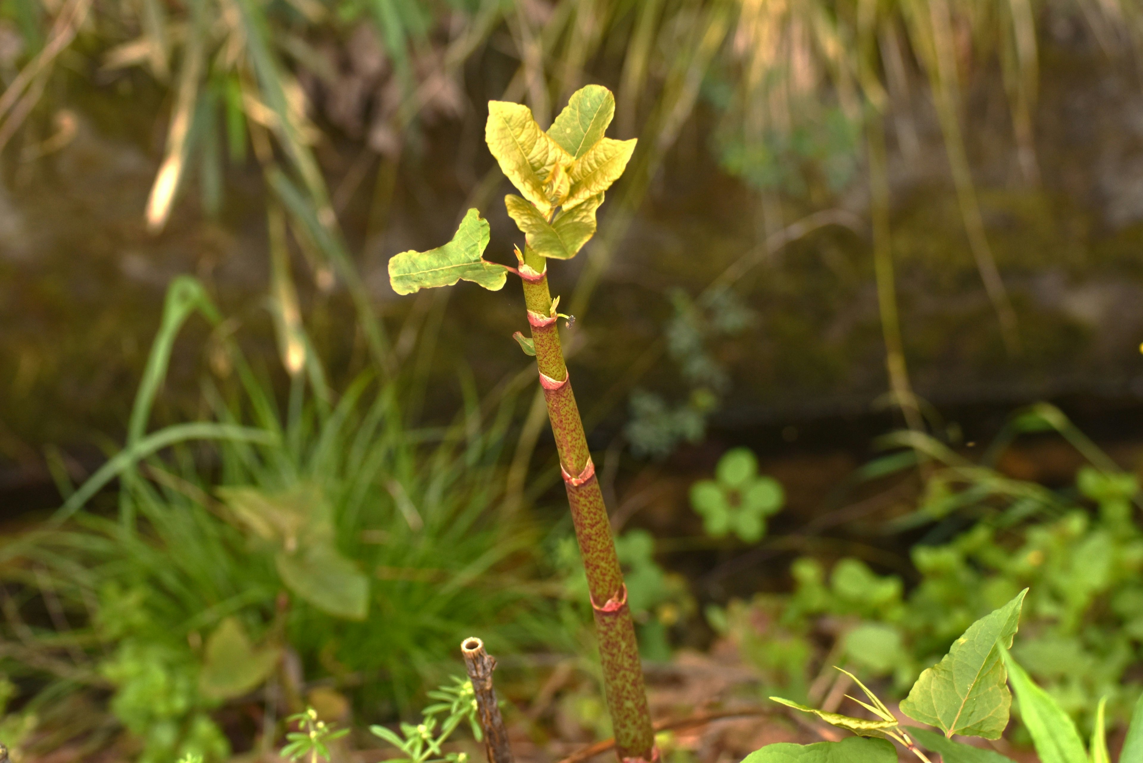 新芽の葉が開いている植物の若い茎