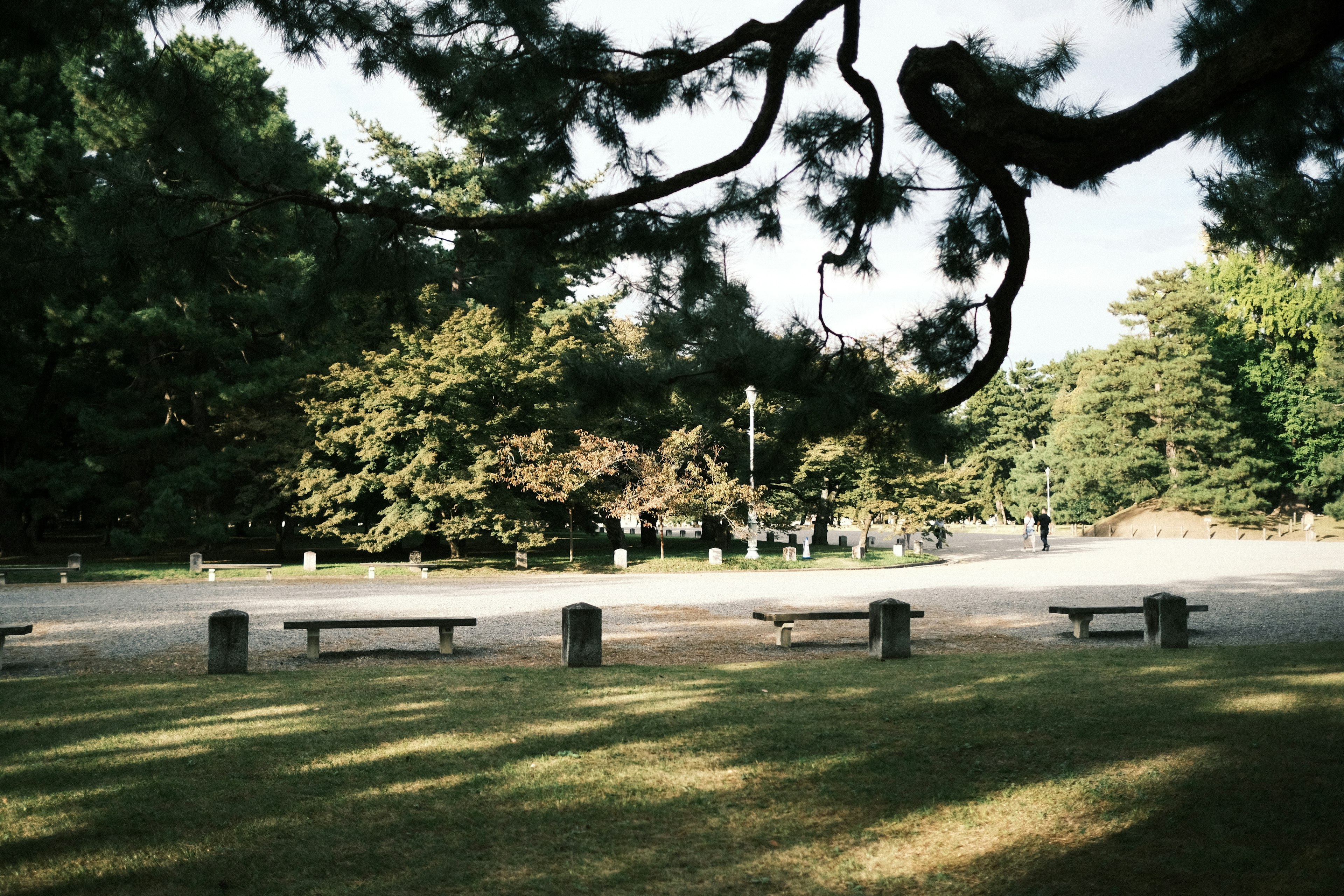 Scenic view of a green park with benches and trees