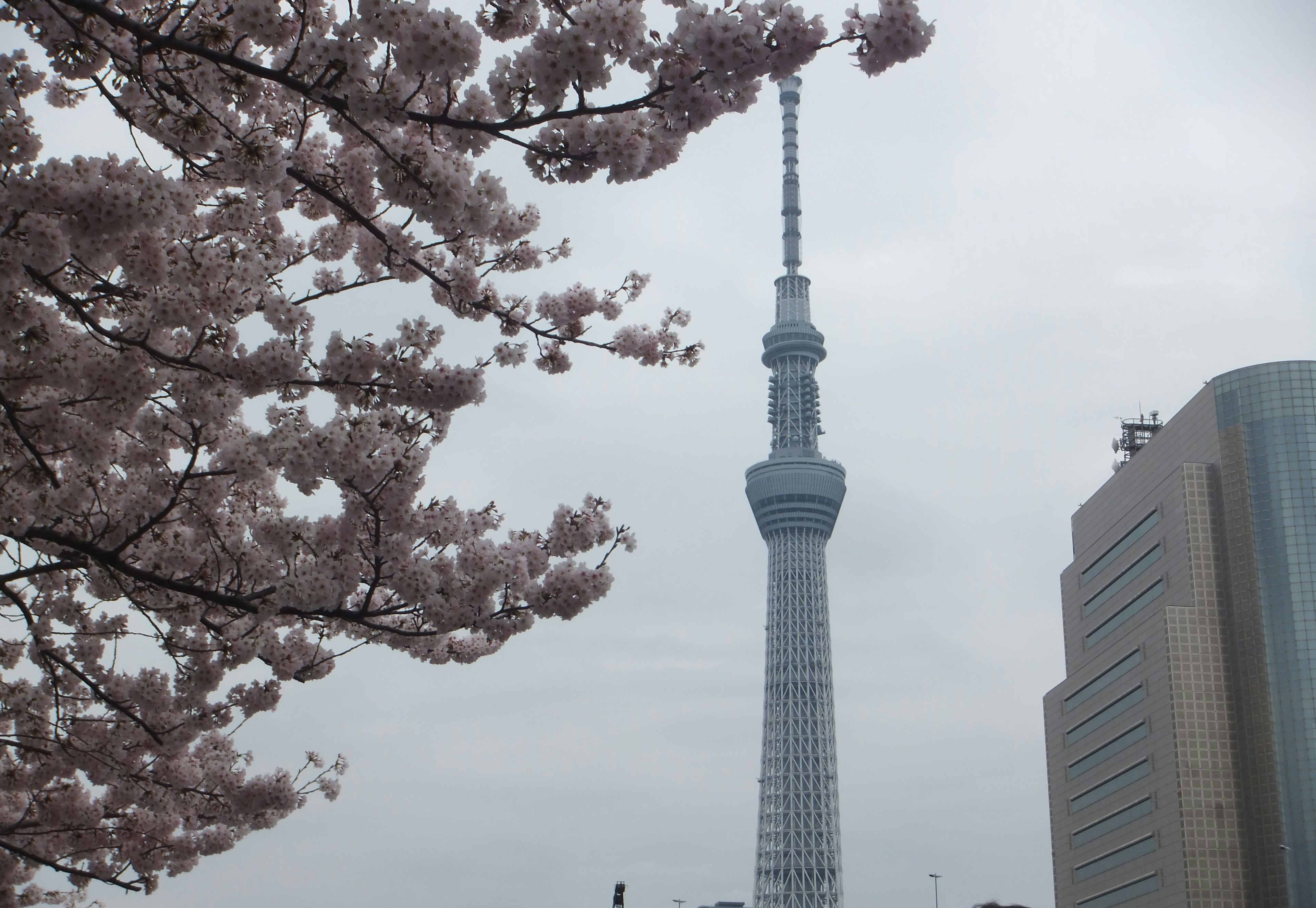 Pemandangan indah bunga sakura dan Tokyo Skytree