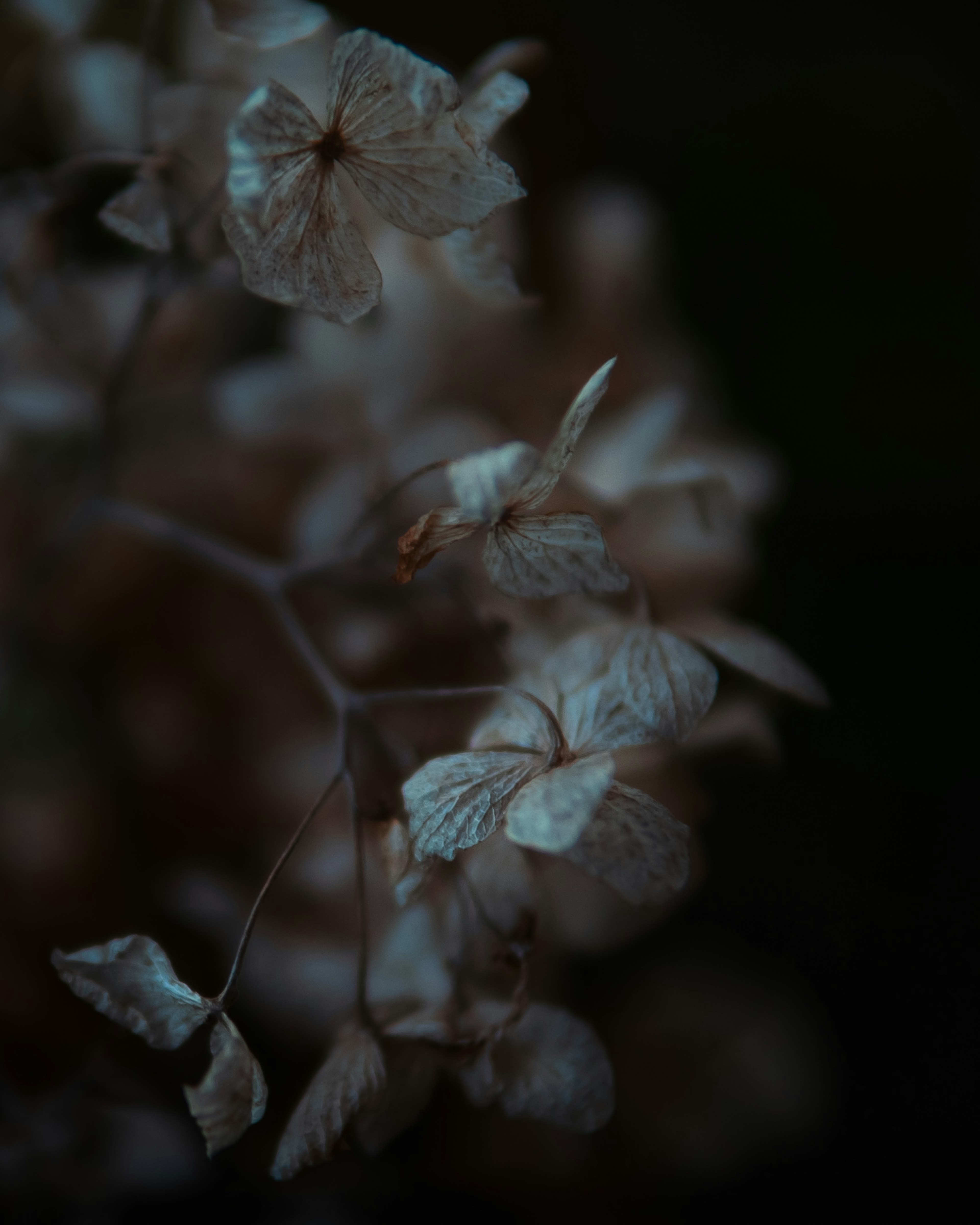 Primer plano de pétalos de flores pálidos sobre un fondo oscuro