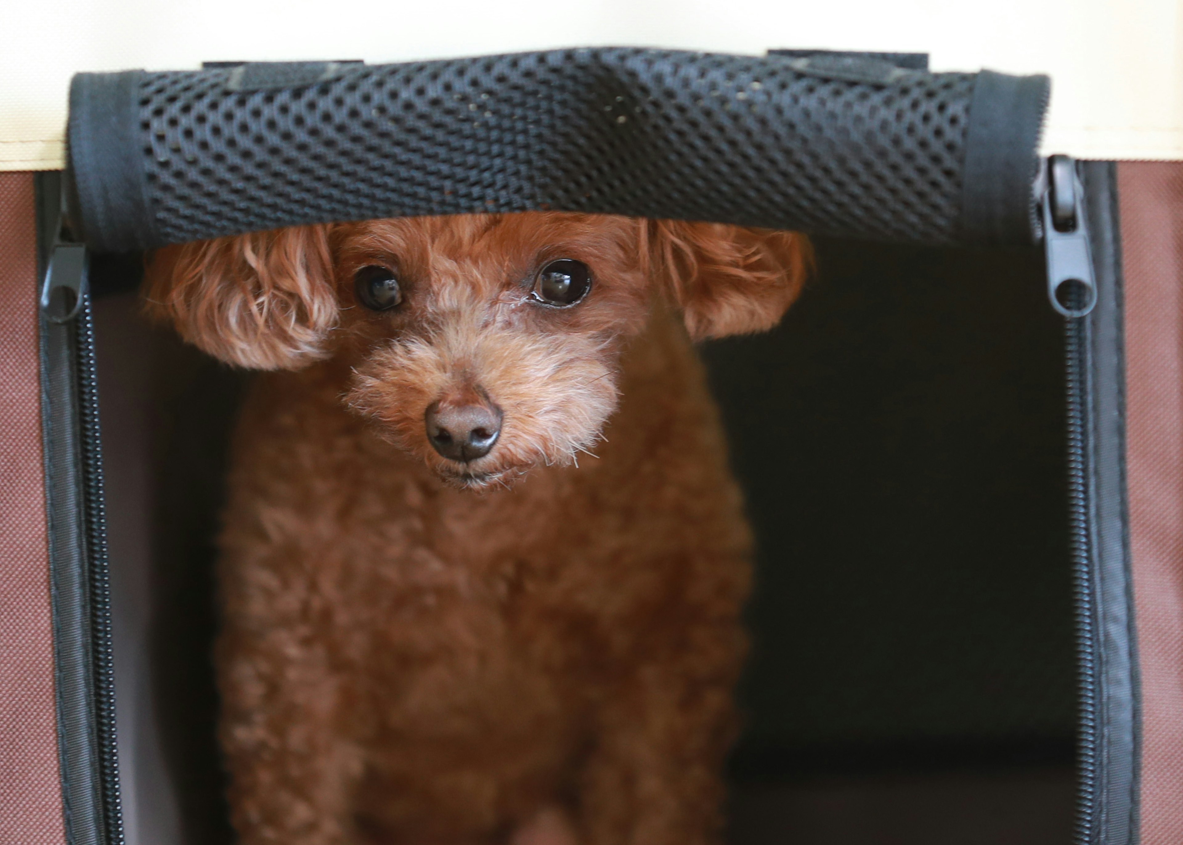 Brown poodle peeking out from a pet carrier