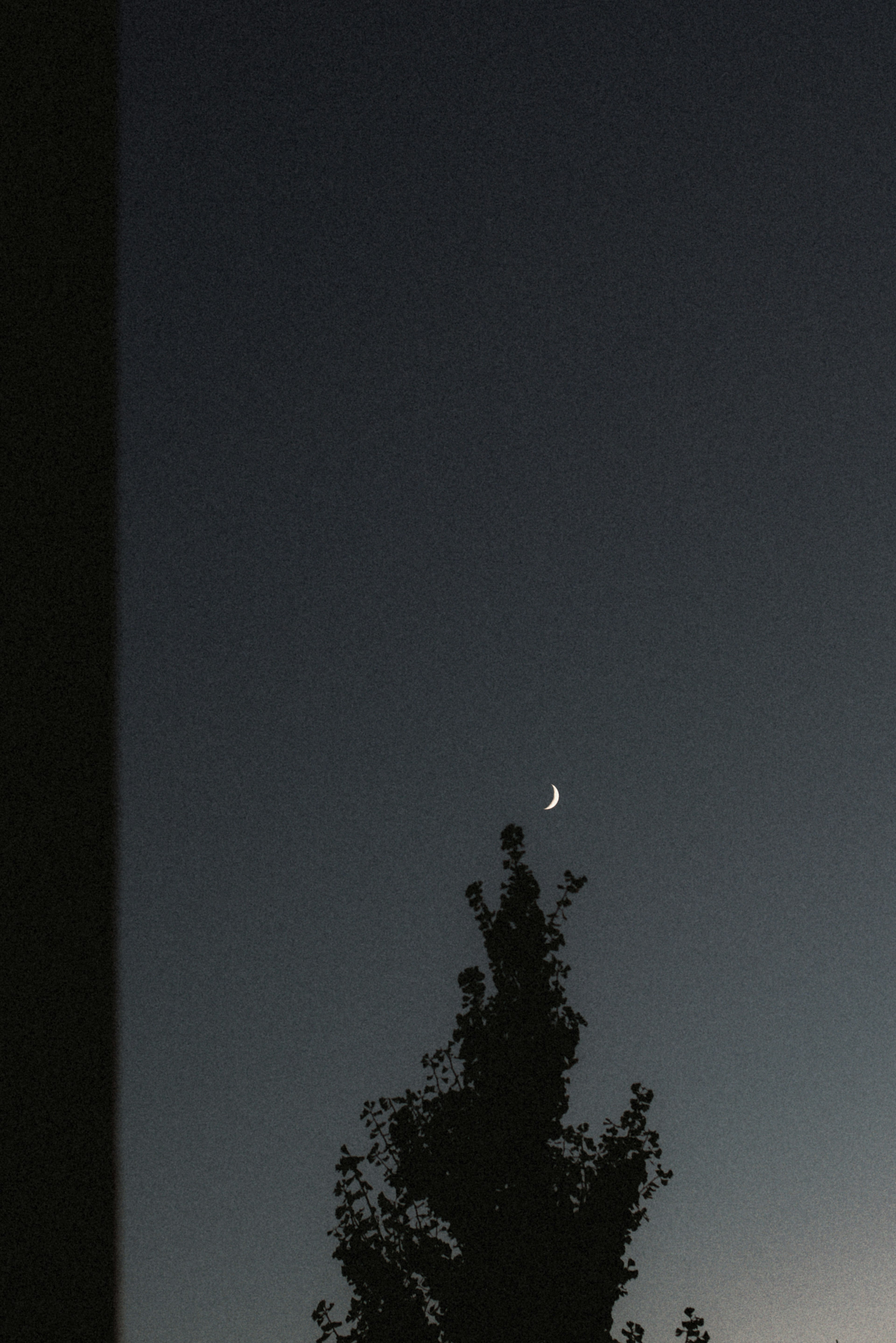 Ciel nocturne avec une lune croissante au-dessus d'un arbre