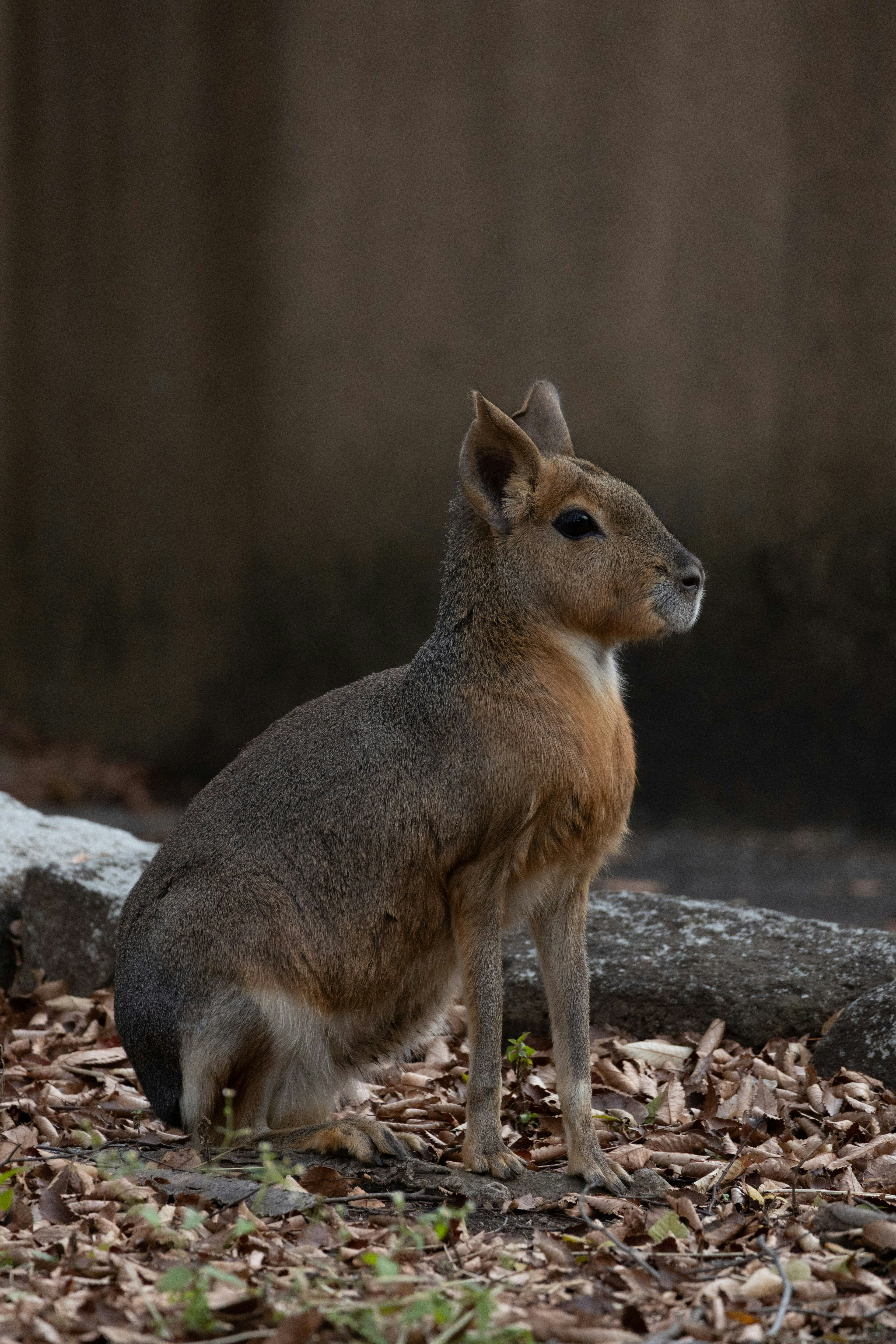 Un pequeño animal sentado en el suelo rodeado de hojas esparcidas