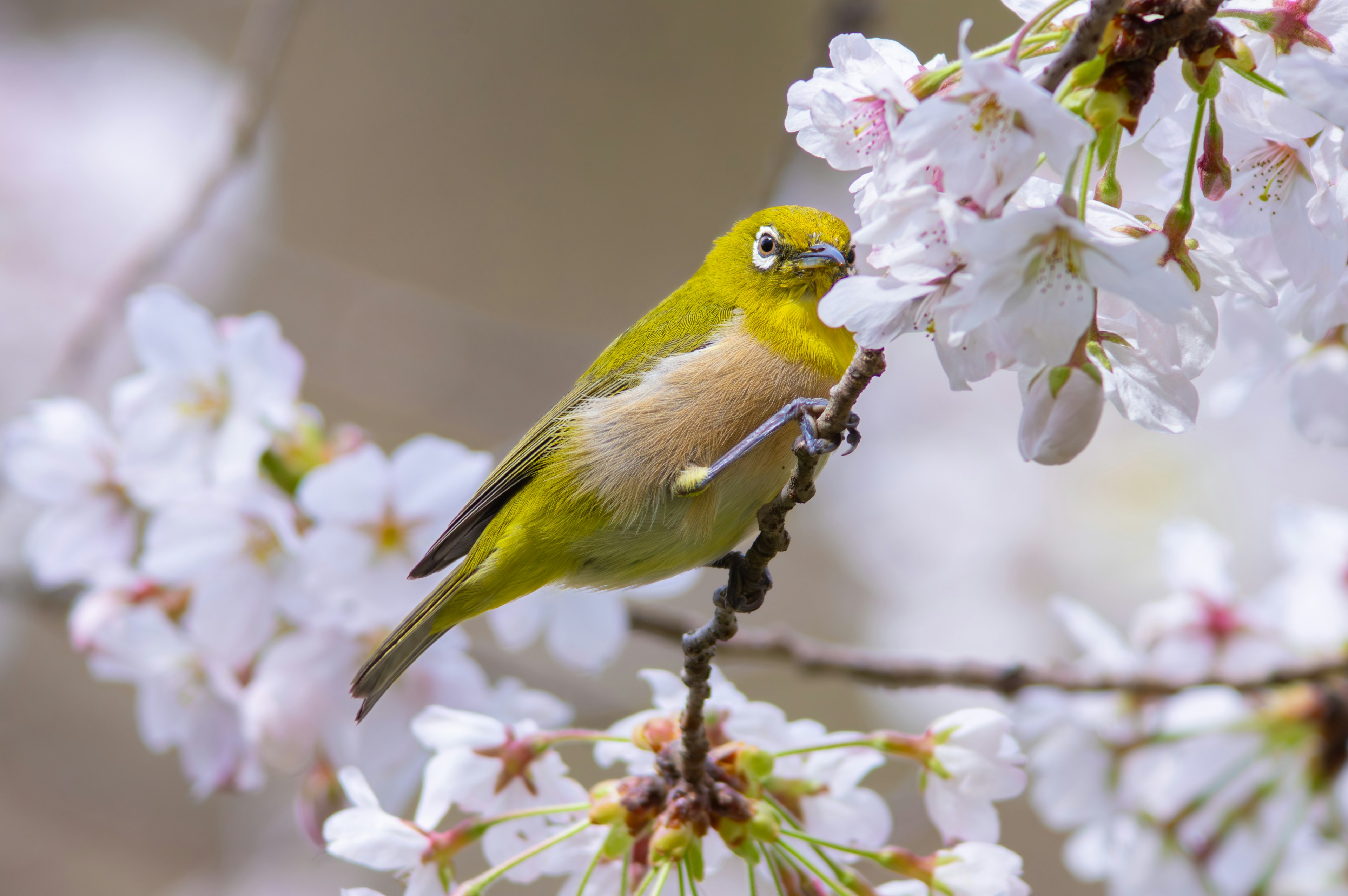 Burung hijau kecil bertengger di antara bunga sakura