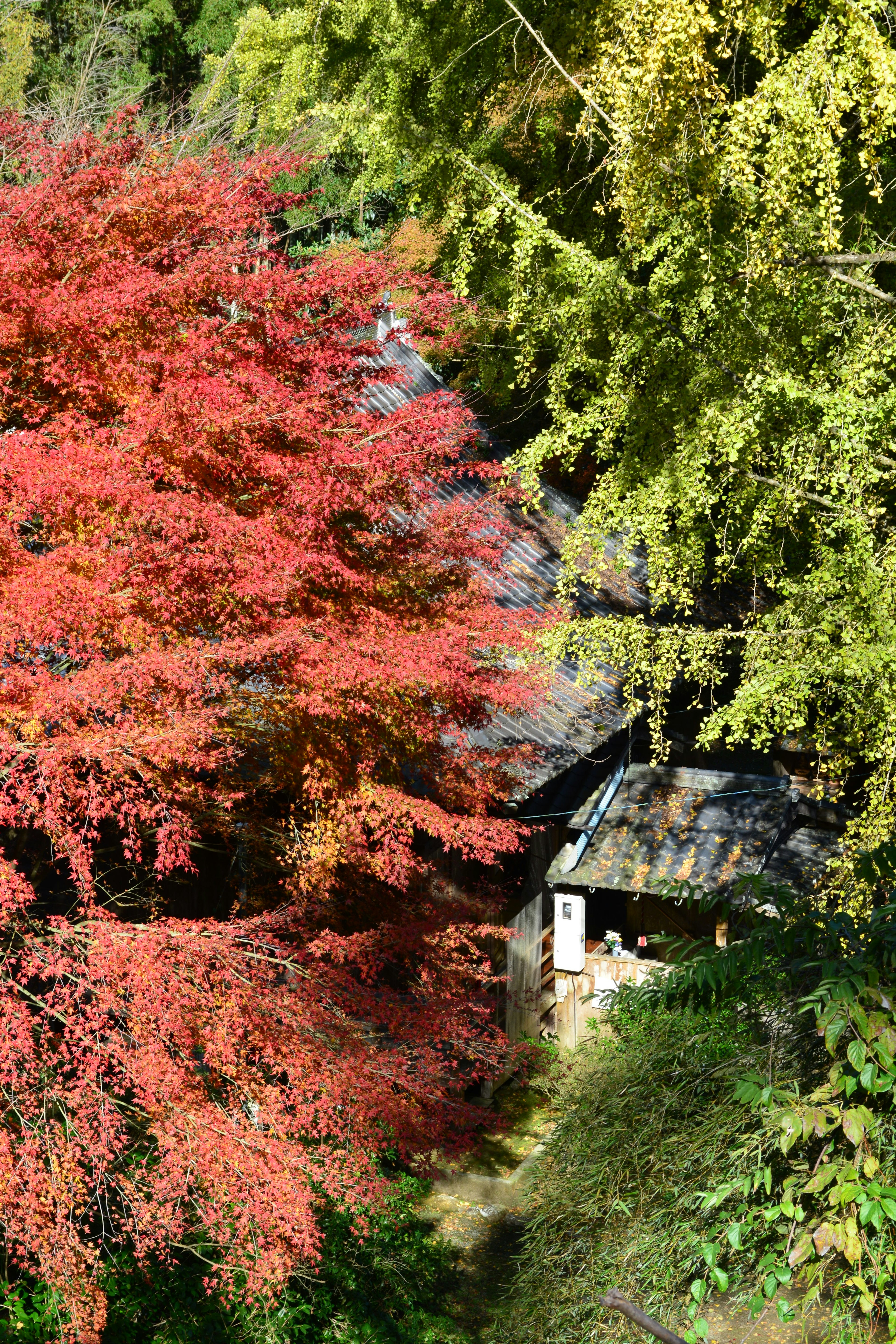 Vue pittoresque avec des feuilles d'automne rouges vives et un petit chalet niché parmi des arbres verts