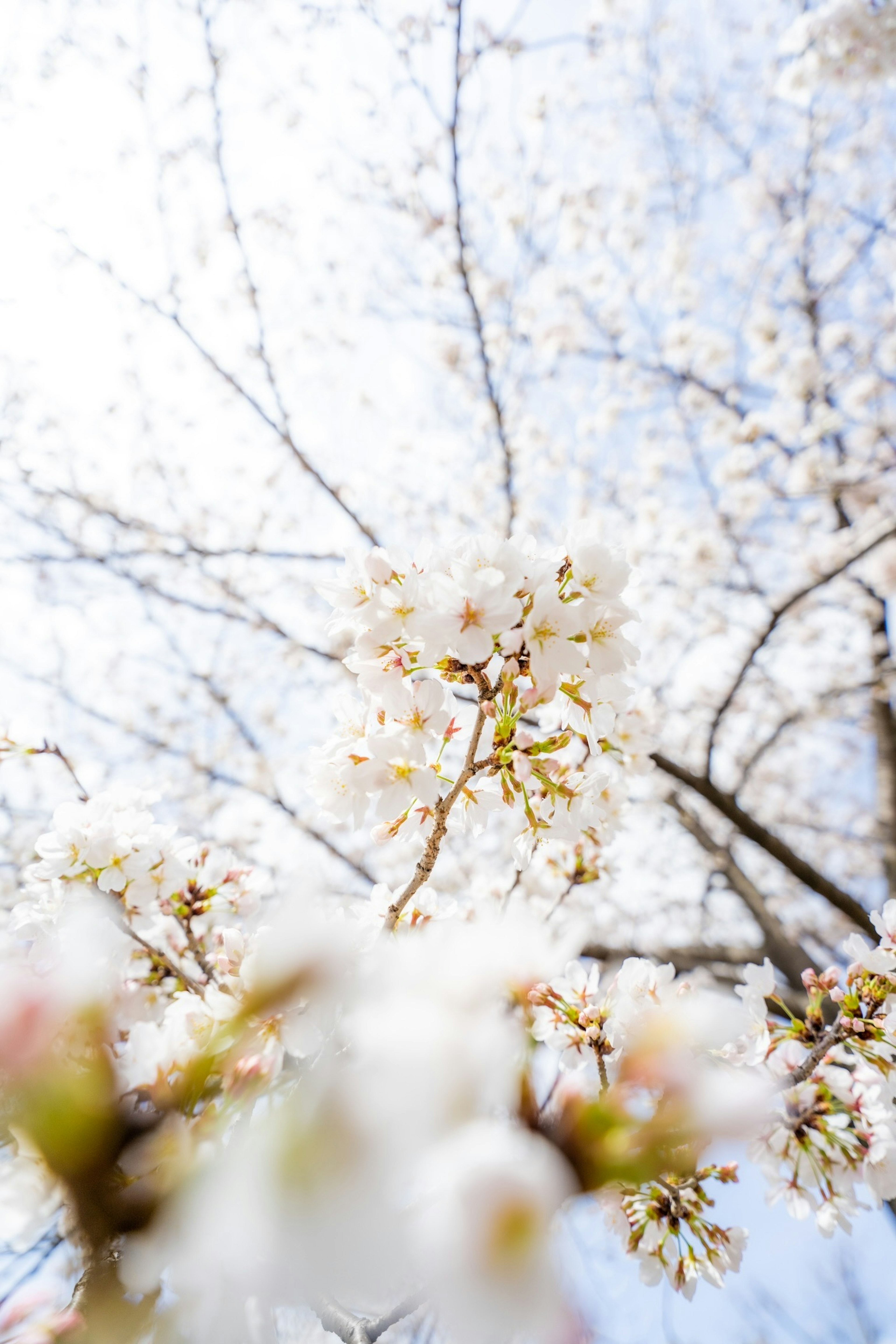 Close-up shot of cherry blossoms on a tree under a bright sky