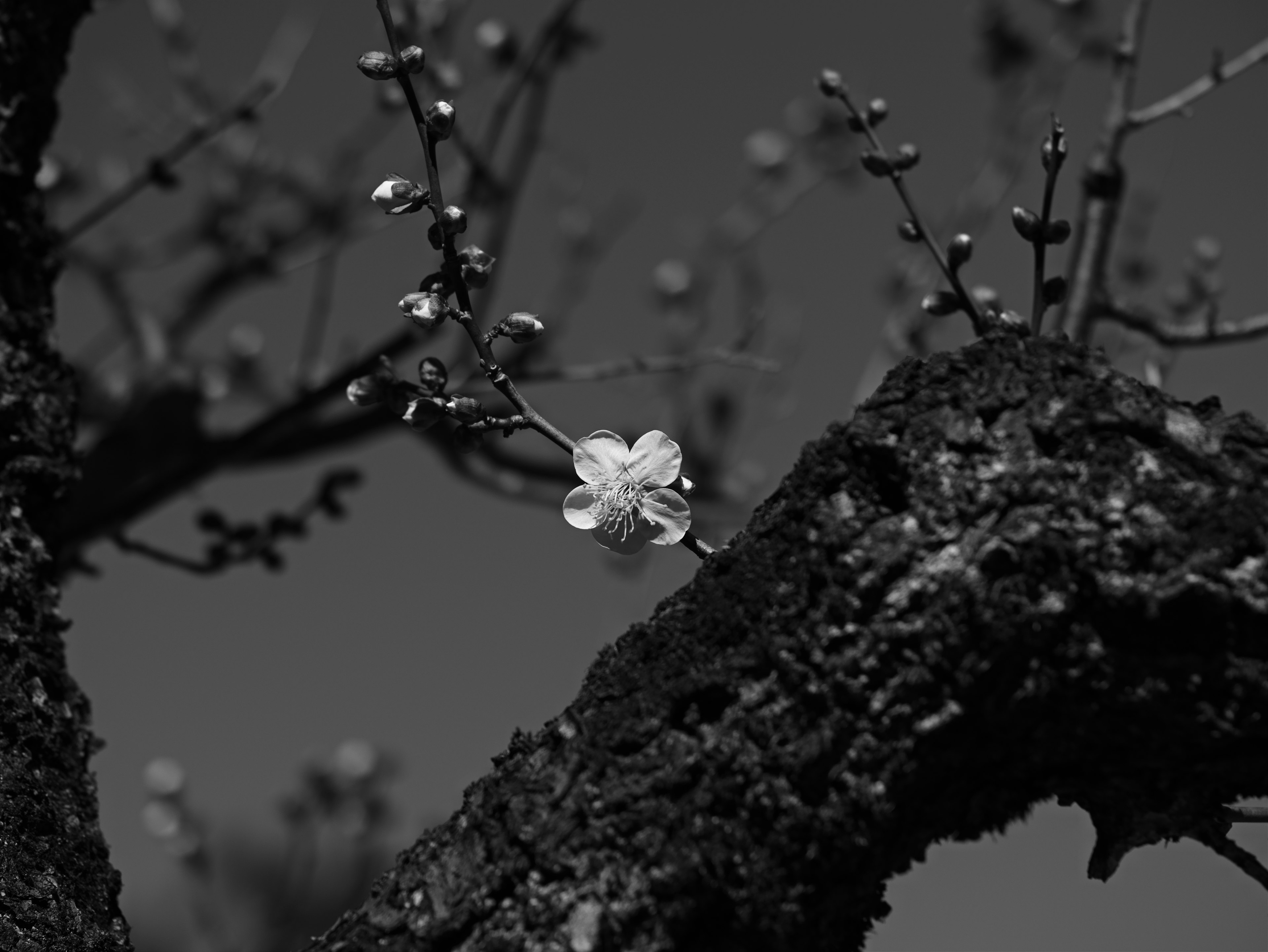 Close-up of a black tree branch with a blooming white flower