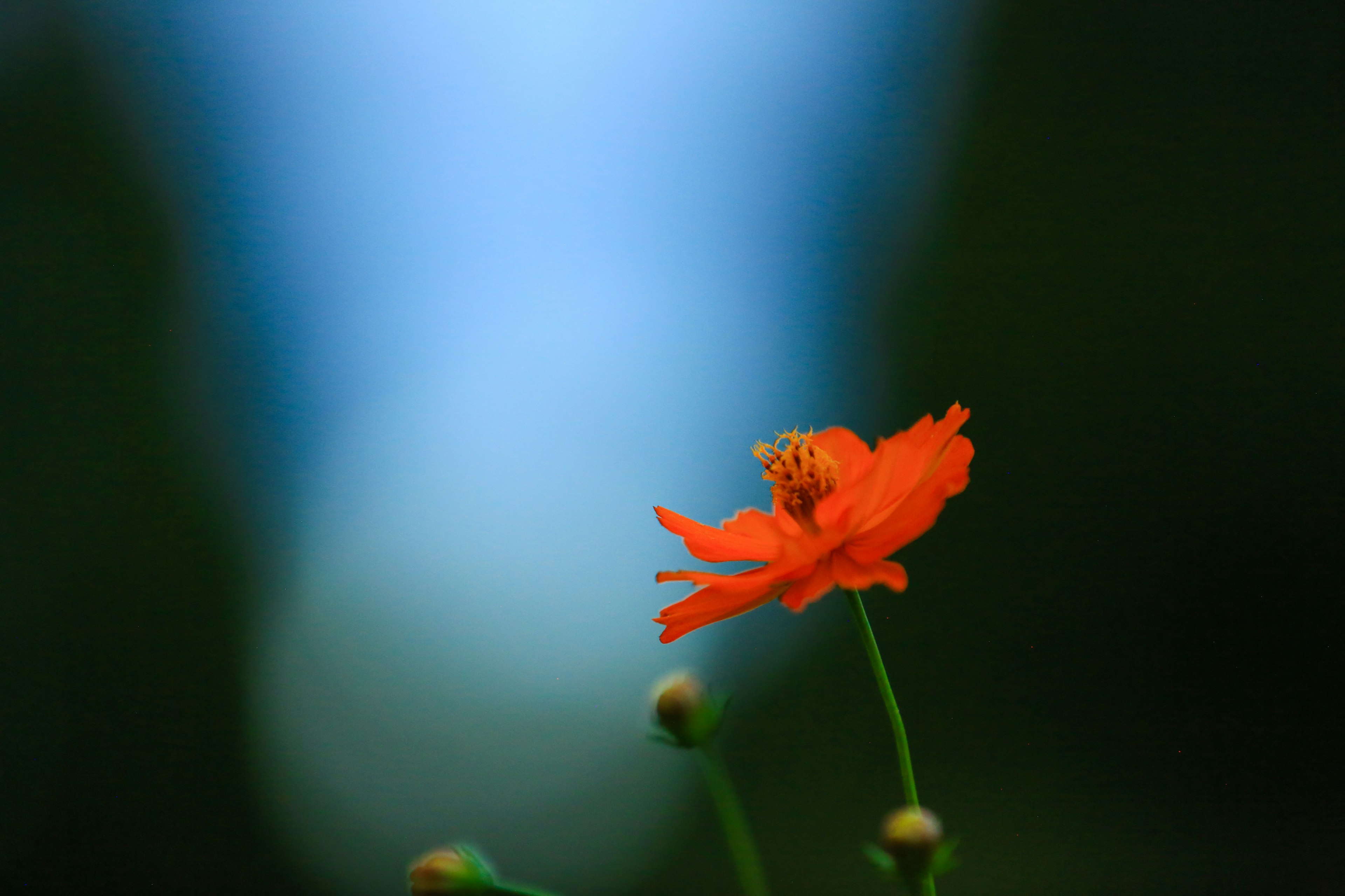 鮮やかなオレンジ色の花が背景の青に映える