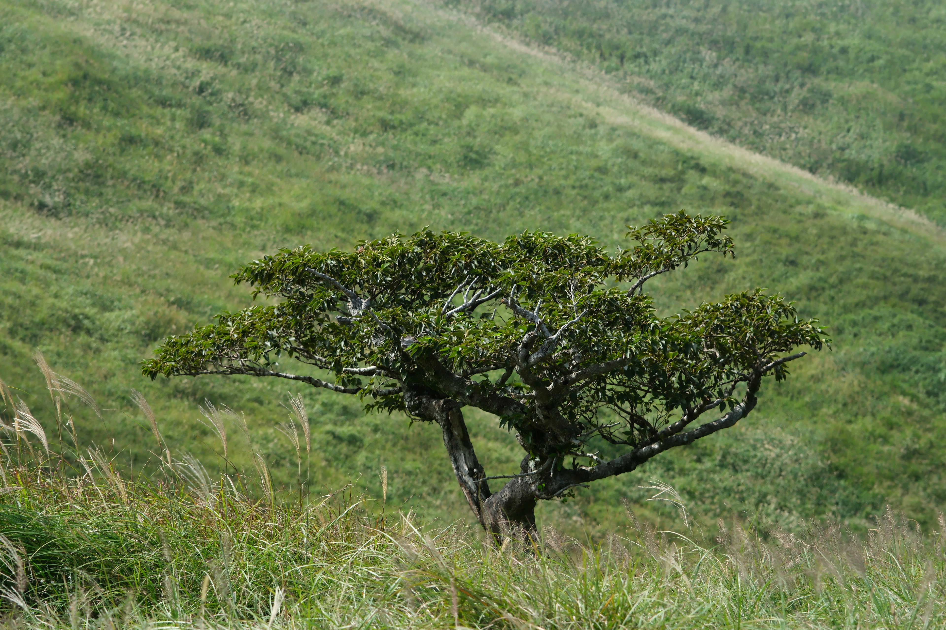 Arbre à la forme unique se tenant sur une colline verdoyante