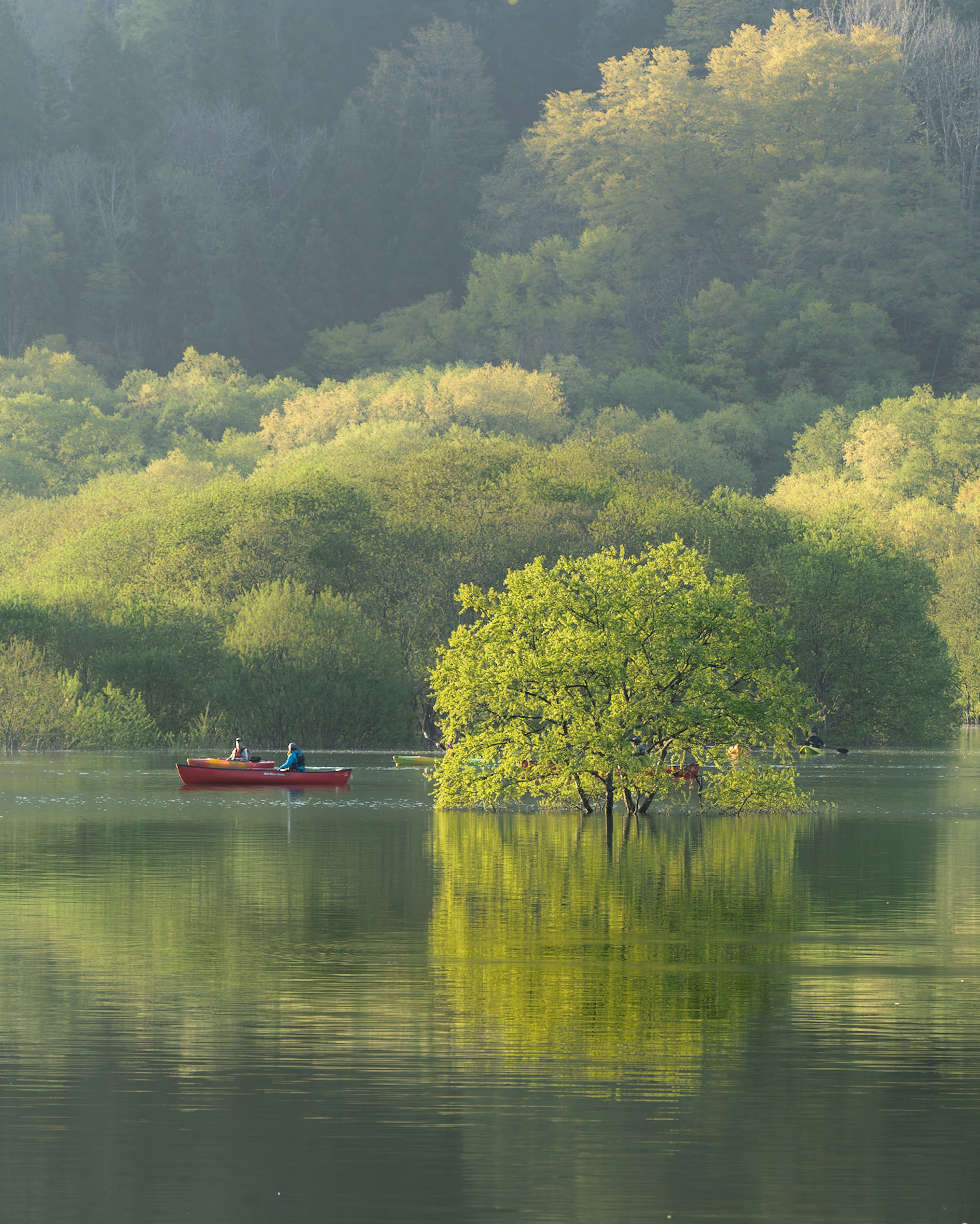 Scenic view of a green tree in a lake with a red boat