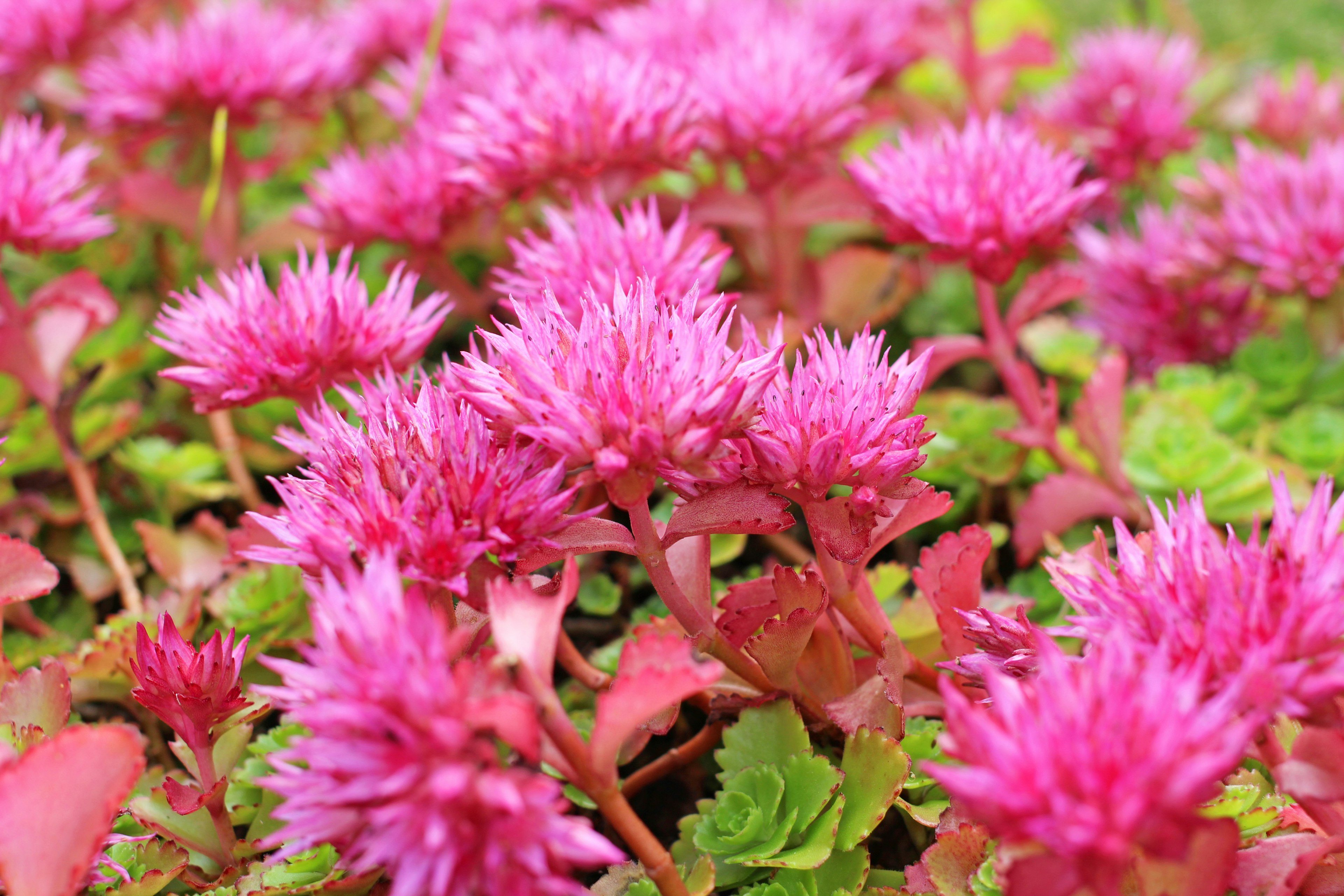 Fleurs roses vibrantes s'épanouissant en un groupe de plantes succulentes