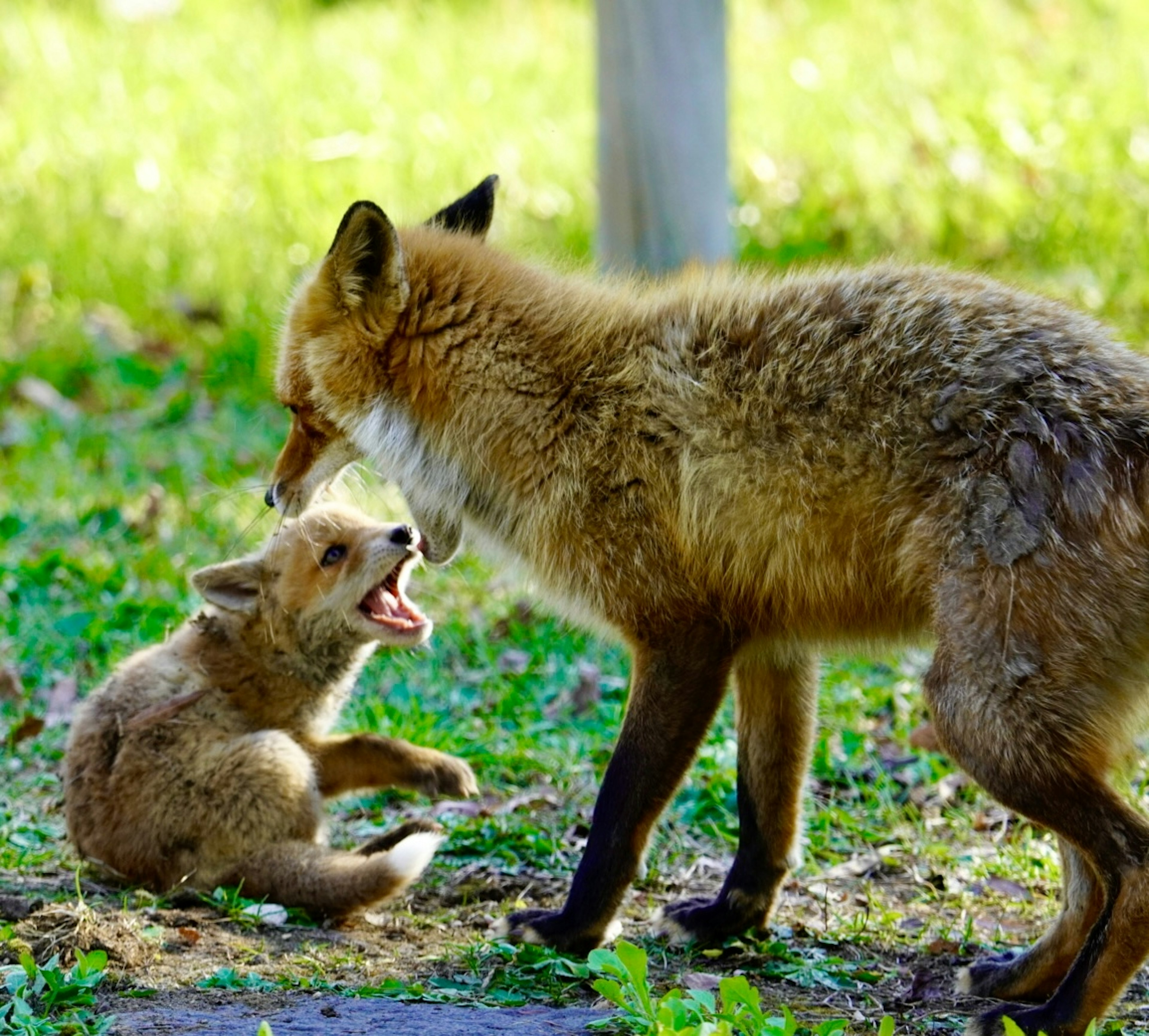 母狐と子狐が遊んでいる姿 緑の草地での親子のふれあい