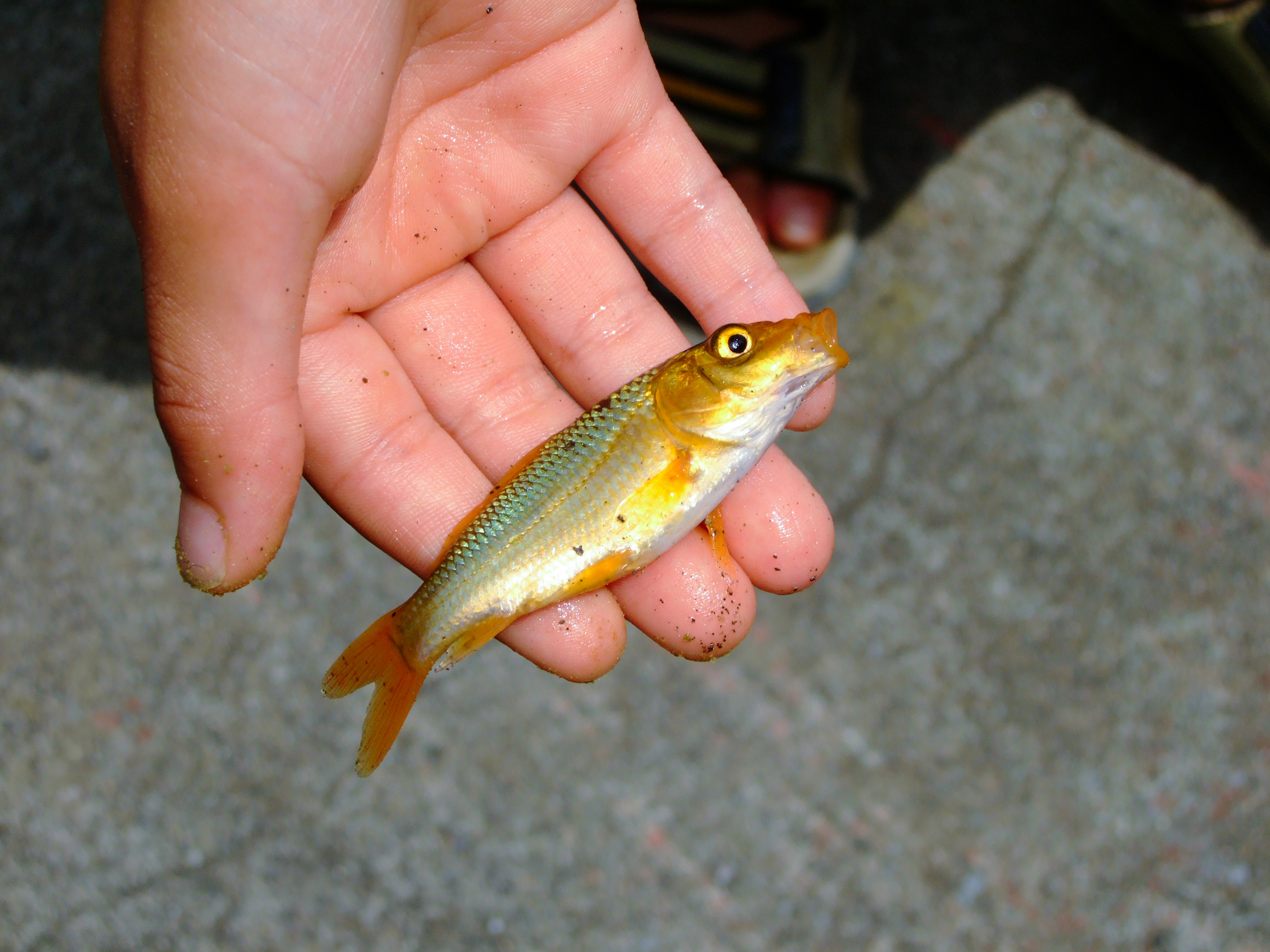 Ikan kecil dipegang di tangan dengan warna kuning dan hijau yang cerah