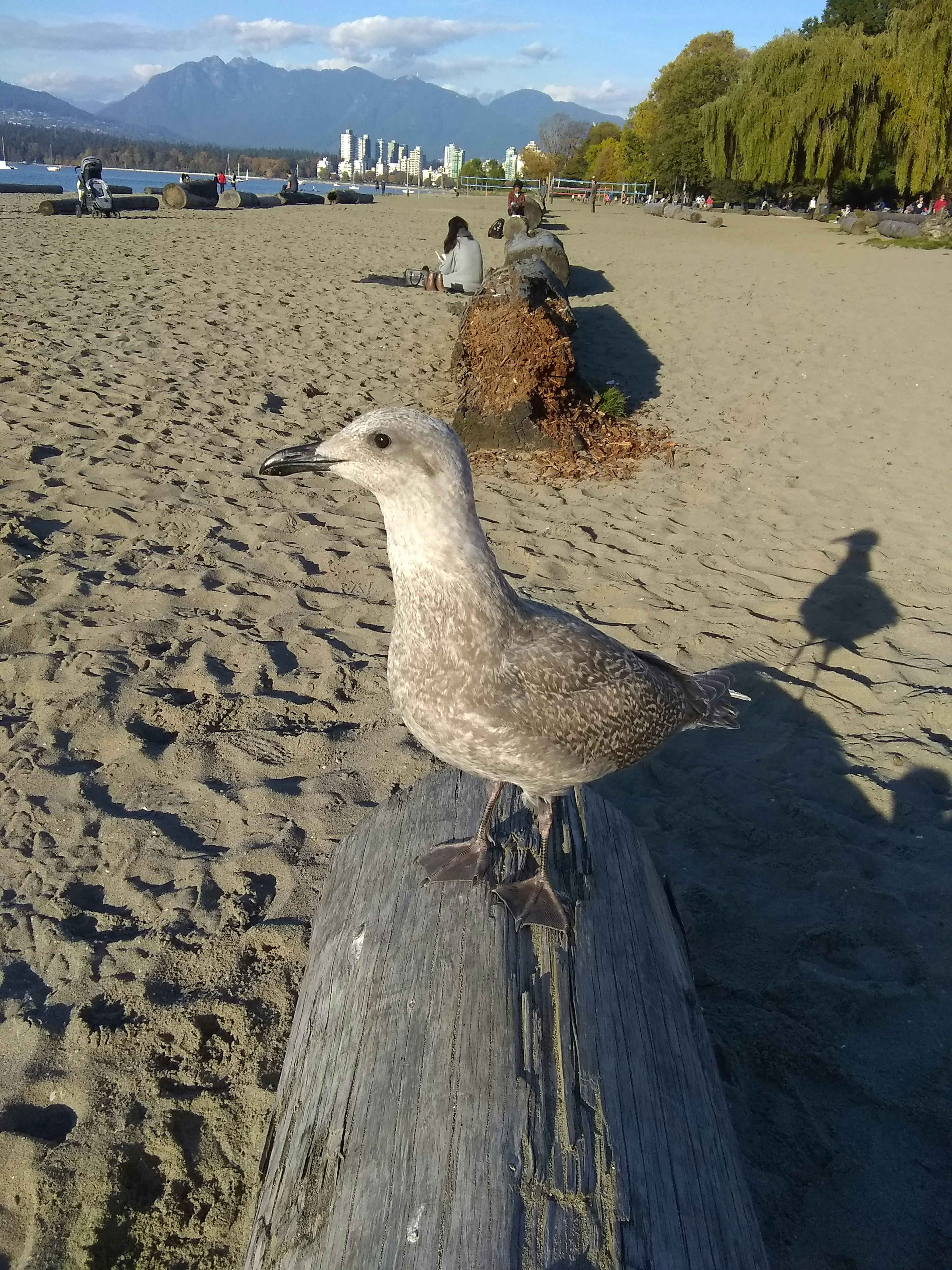 砂浜に立つ灰色の鳥と背景の山々