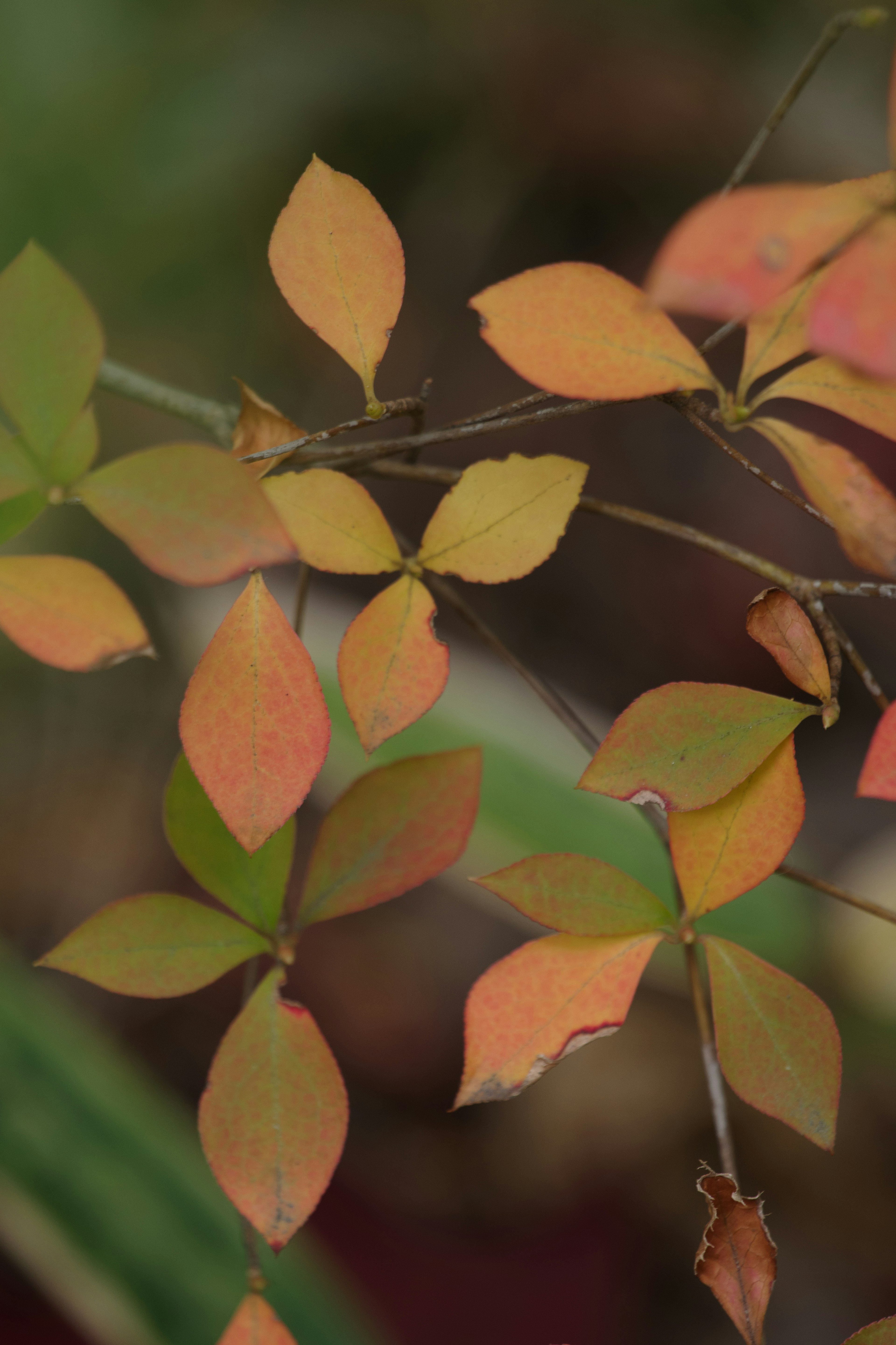 色とりどりの葉がついた植物の枝