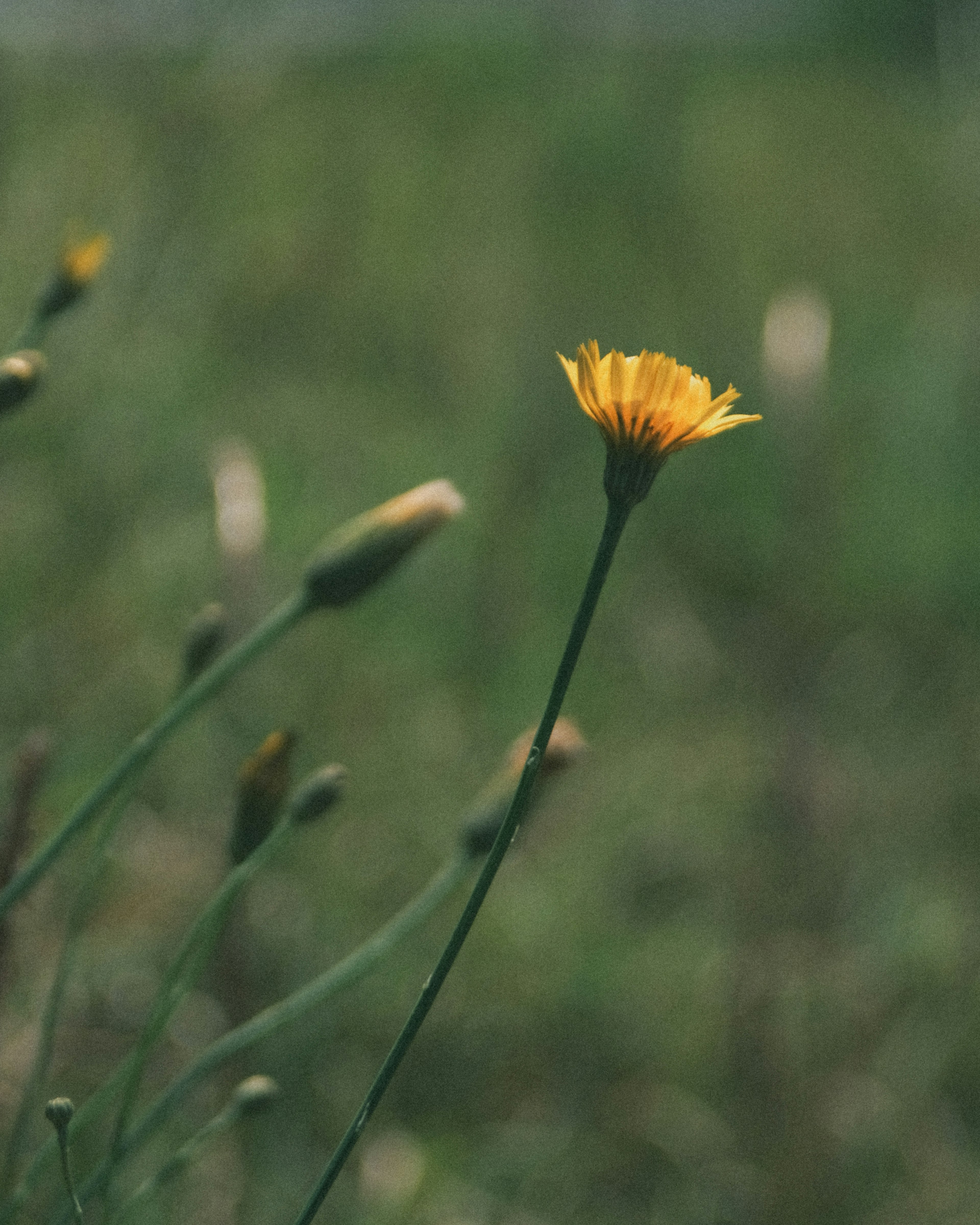 Una sola flor amarilla de pie contra un fondo verde