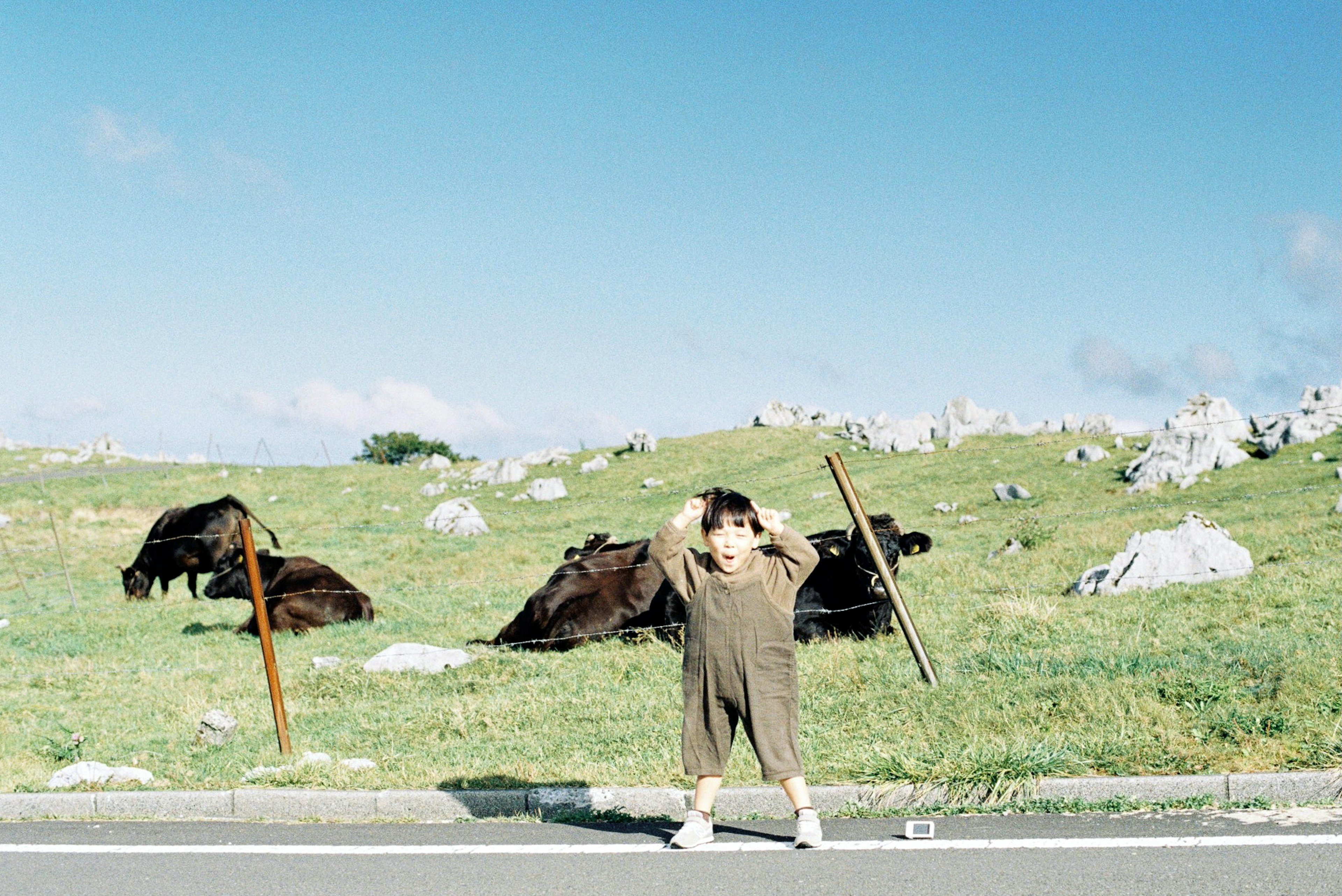 A child standing near cows on a grassy field