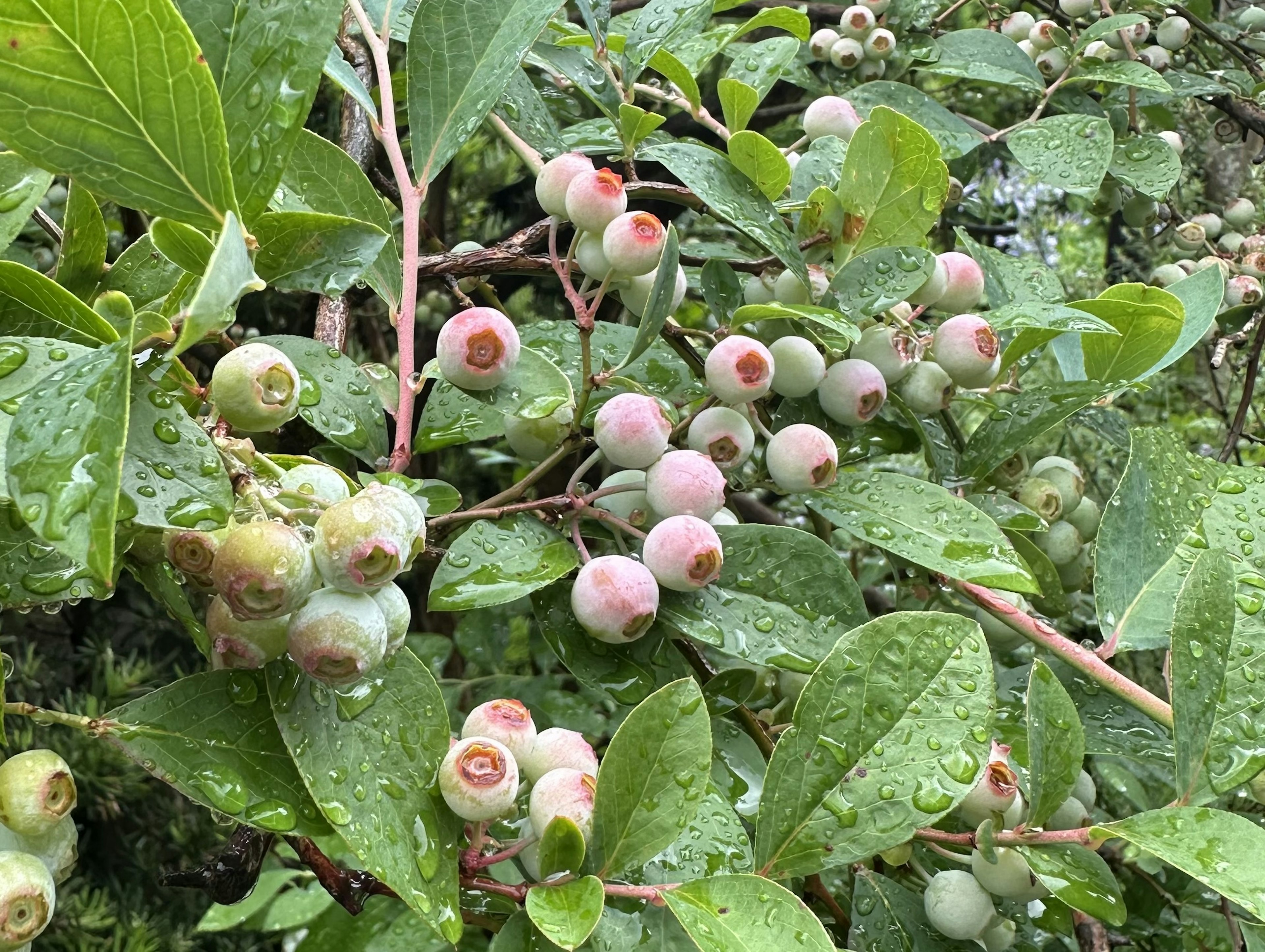 Close-up of blueberry bush with green leaves and ripening berries