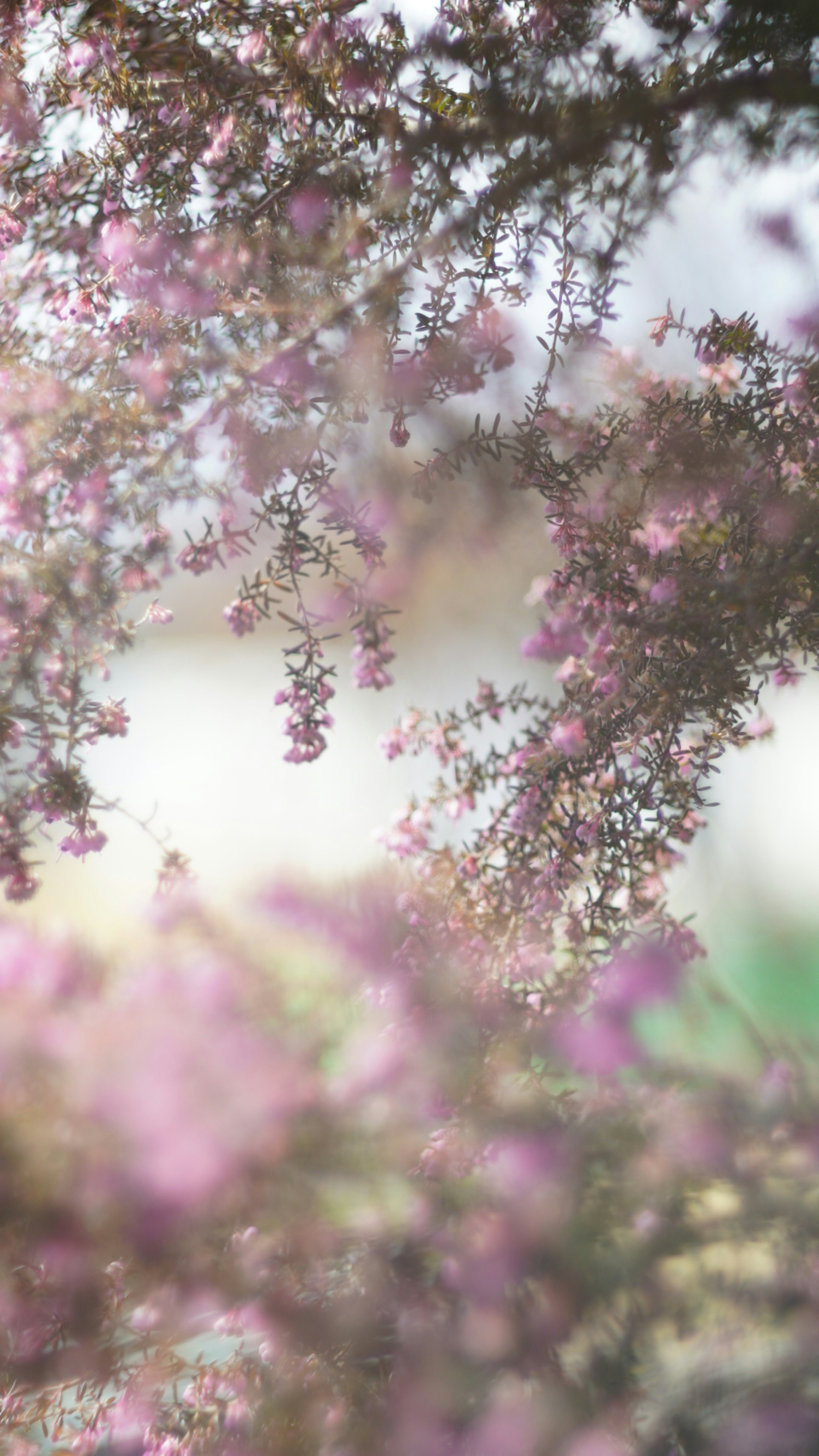 Primo piano di rami di albero con fiori rosa chiaro sullo sfondo