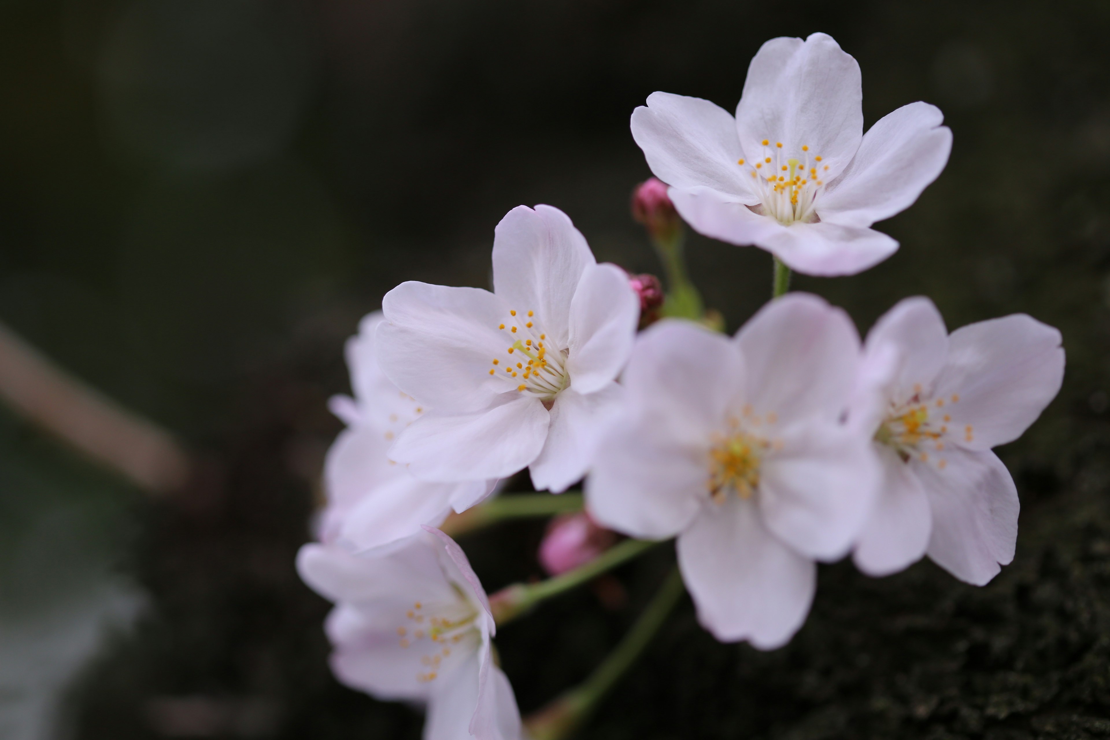 Rangkaian bunga sakura merah muda pucat yang sedang mekar