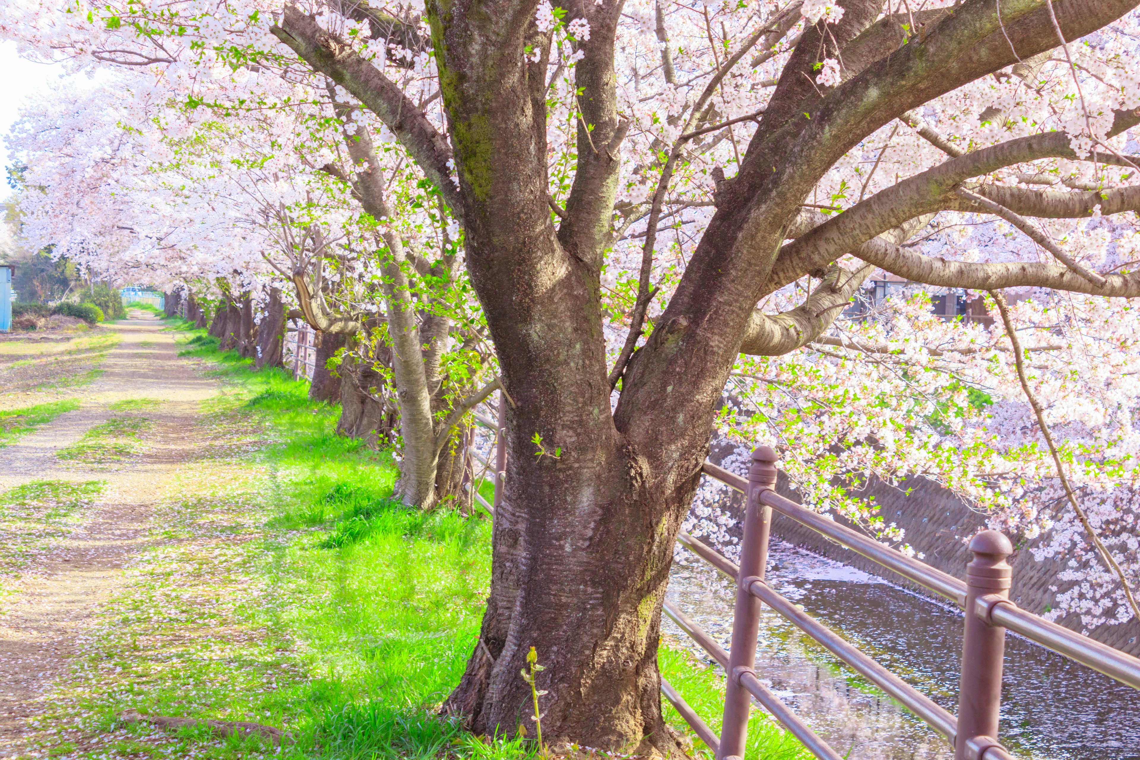 Path lined with cherry blossom trees and green grass