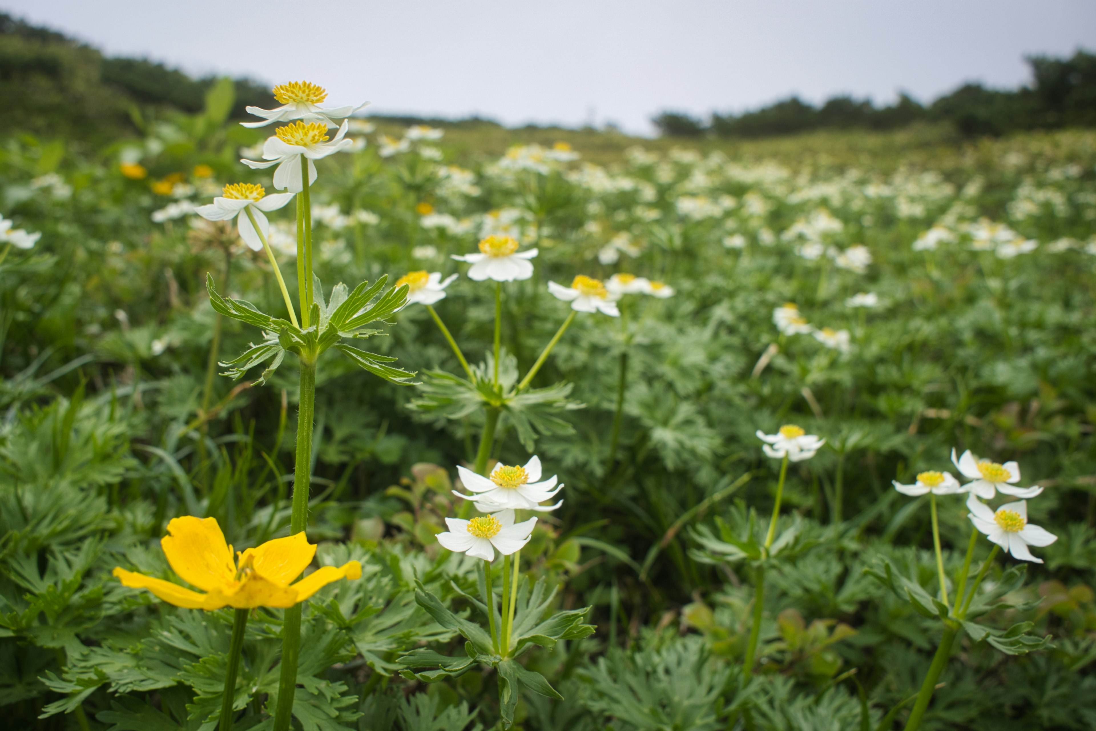 Eine Landschaft aus grünem Gras mit blühenden gelben und weißen Blumen