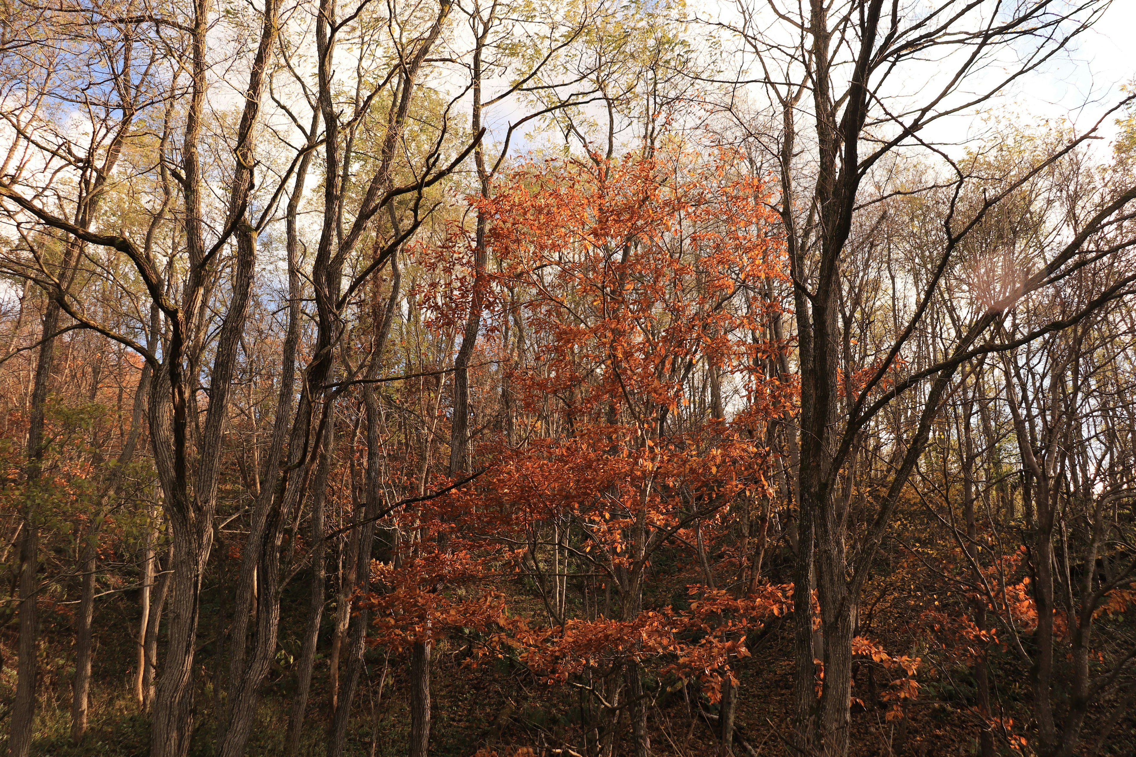 Paesaggio forestale con alberi che mostrano colori autunnali