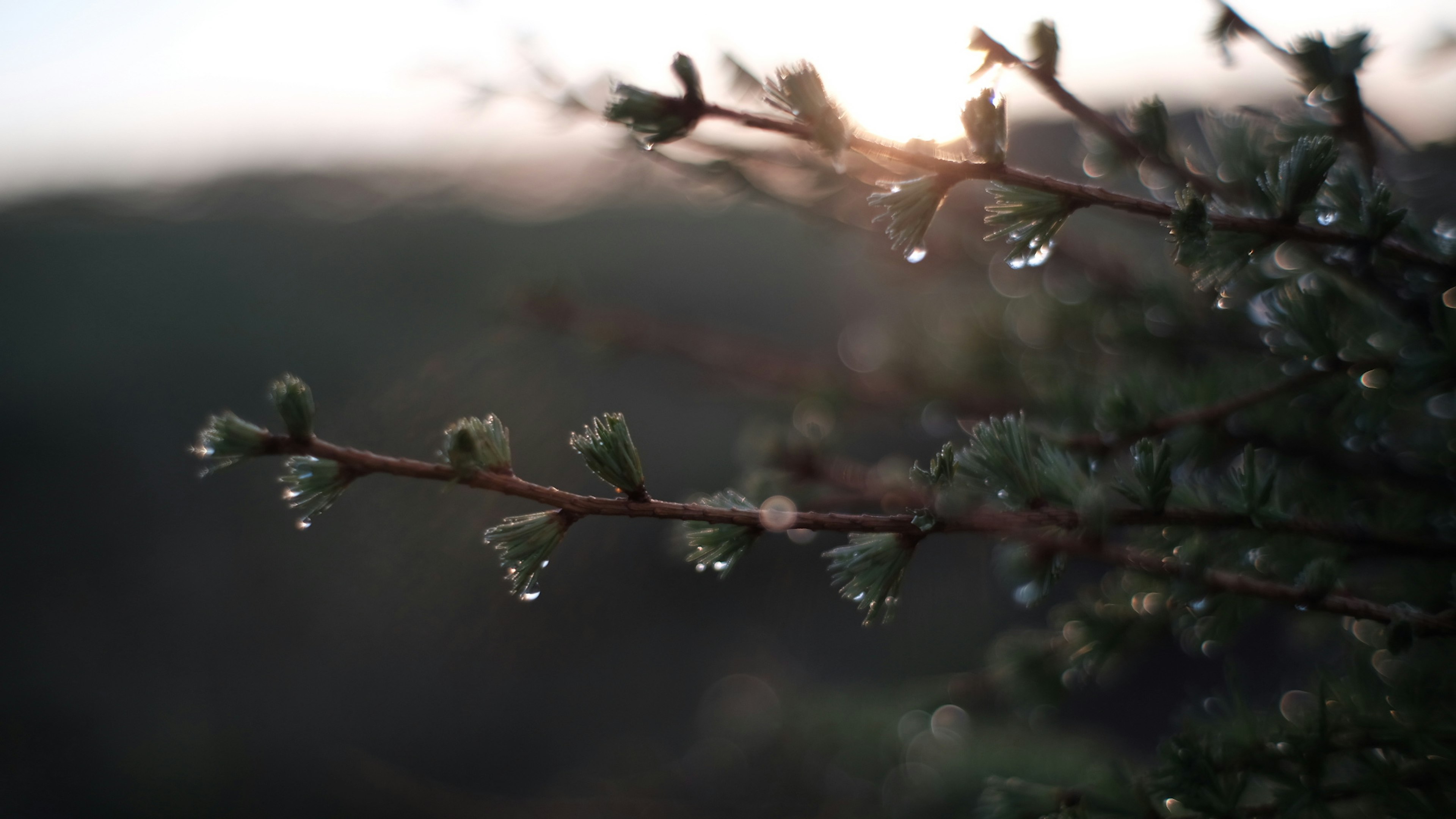 朝日を浴びる木の枝に水滴がついている様子