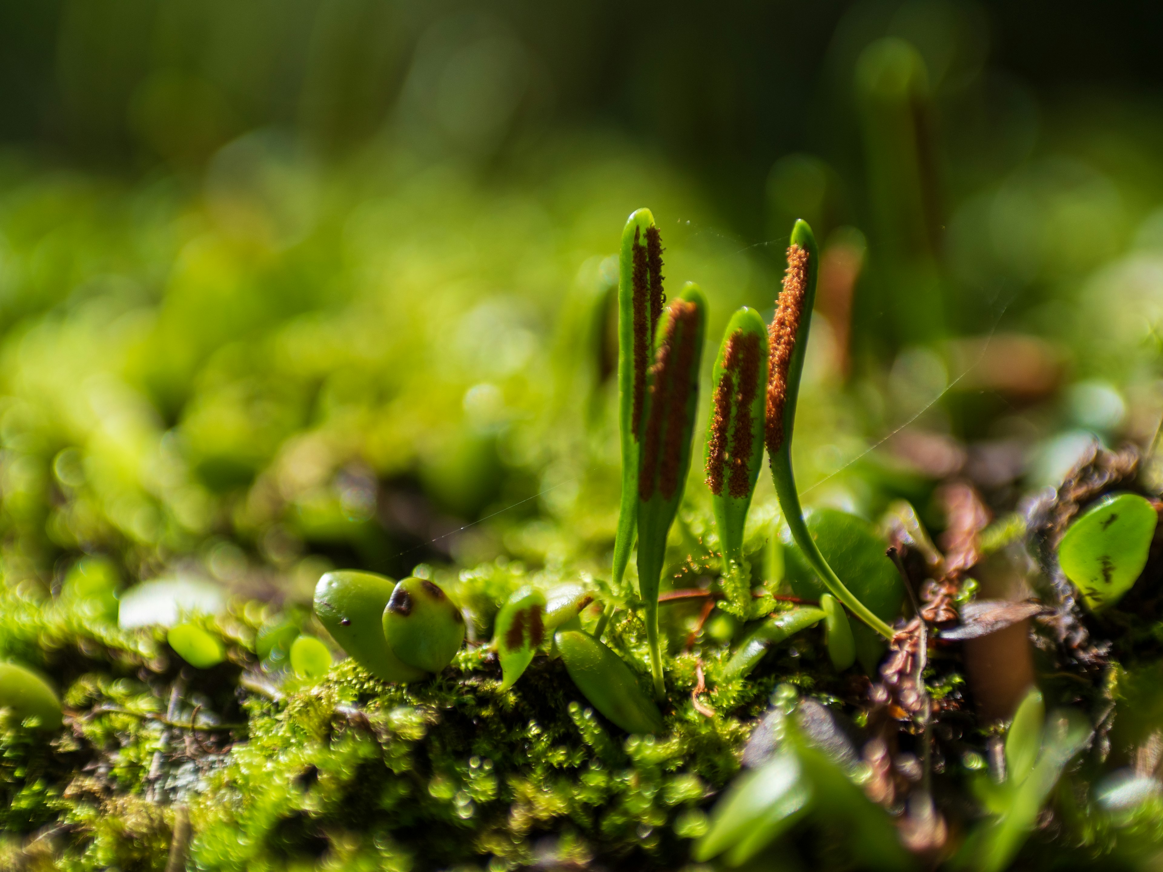 Cluster of small green plants growing in lush moss