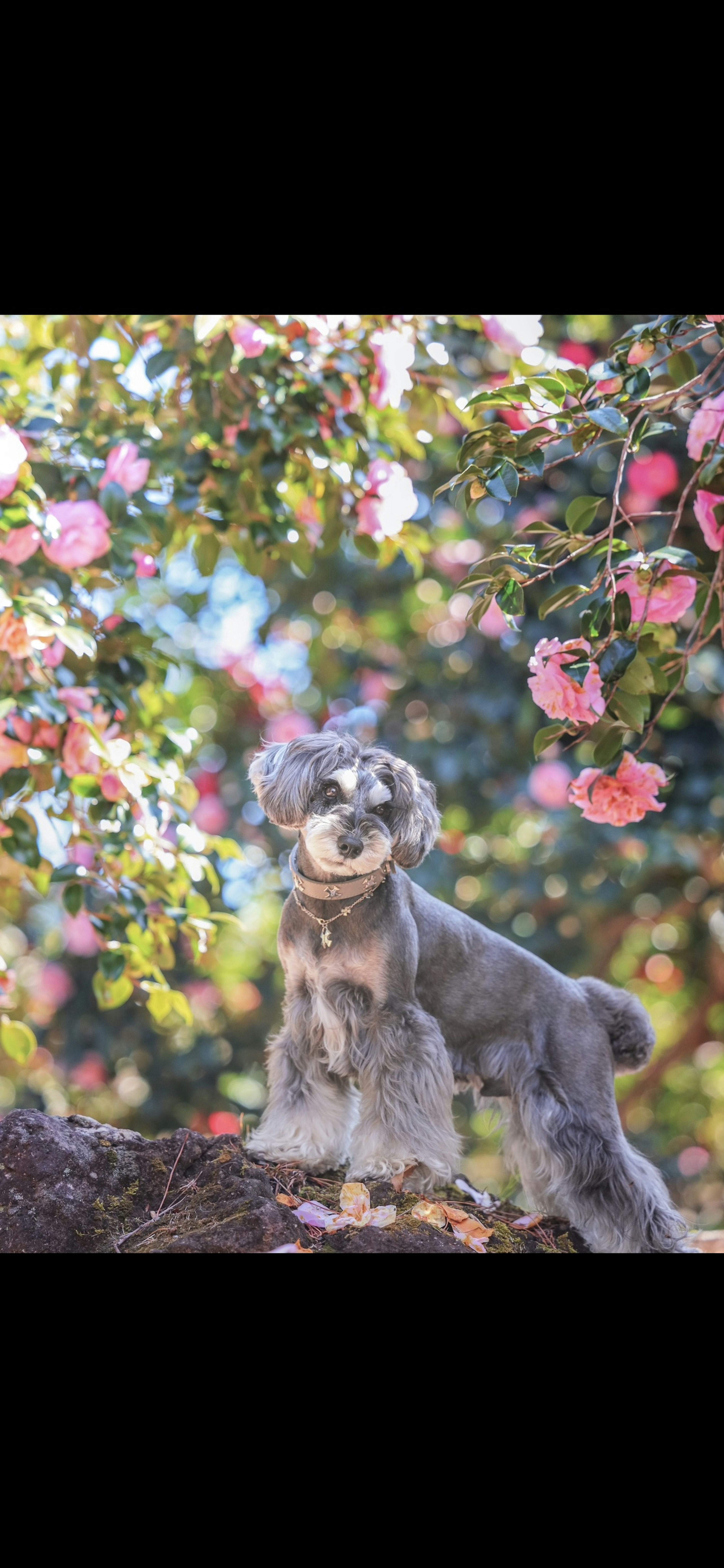 Perro de pie entre flores rosas con pelaje gris y blanco