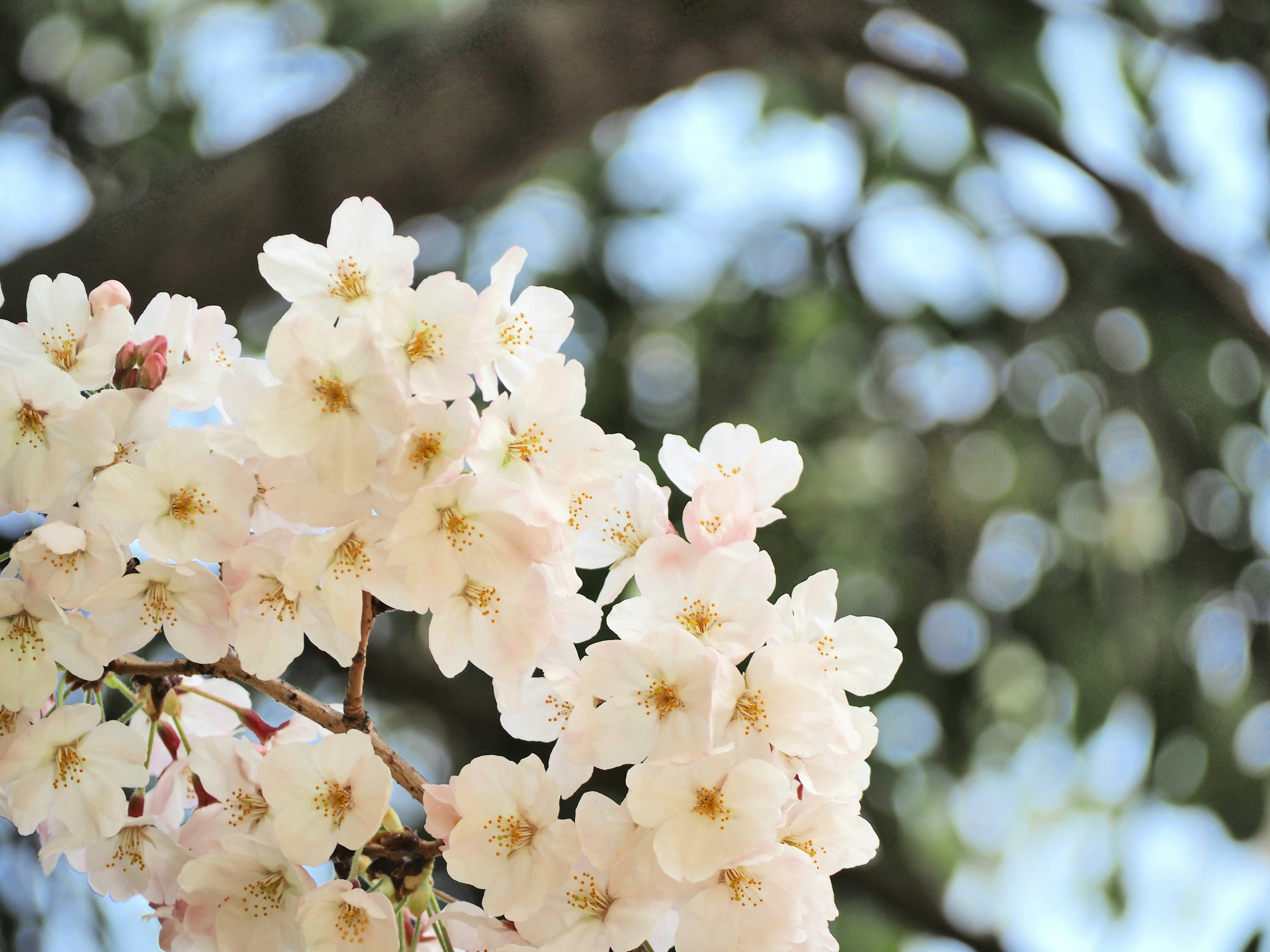 Close-up bunga sakura yang mekar