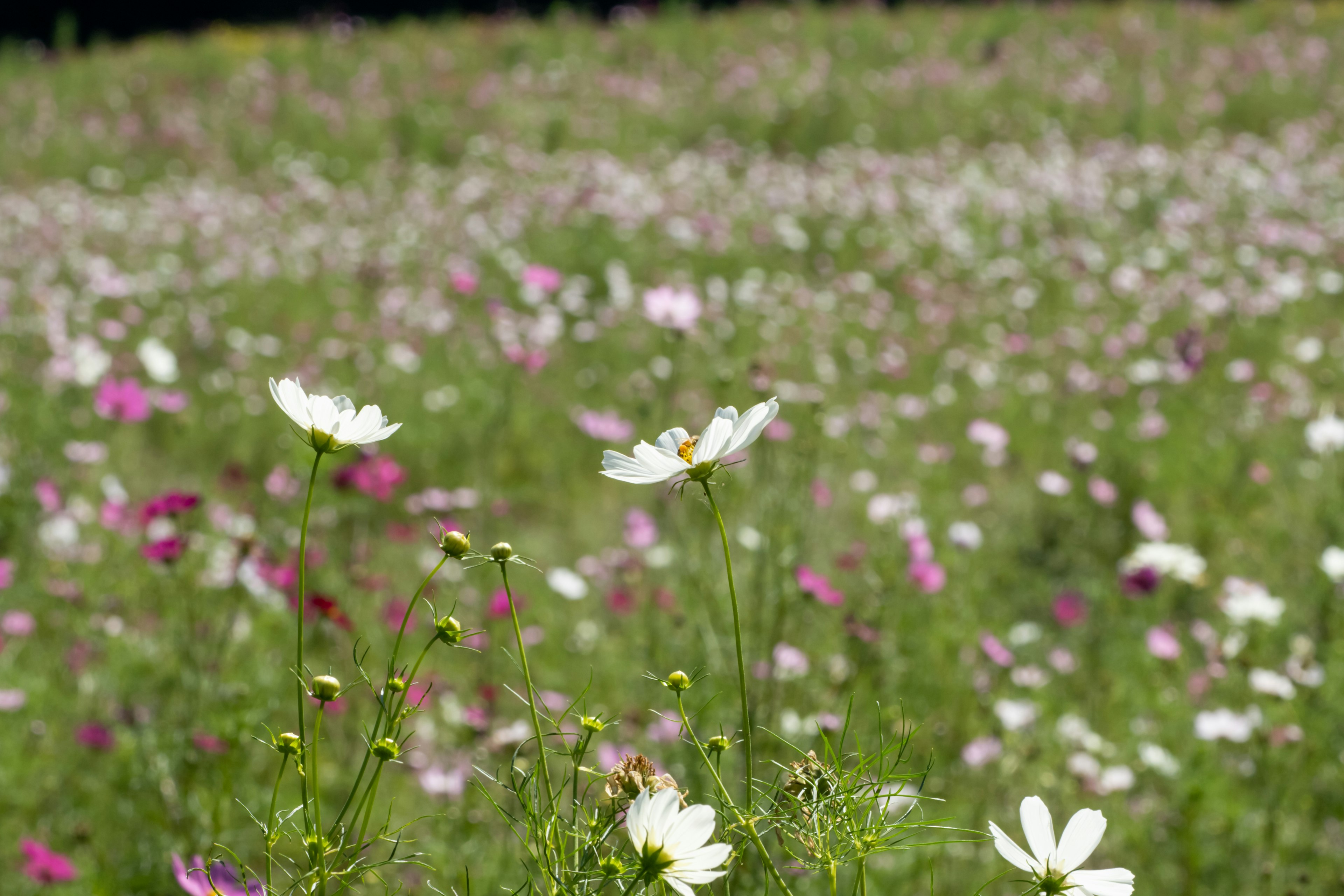 色とりどりの花が咲き誇る野原の写真