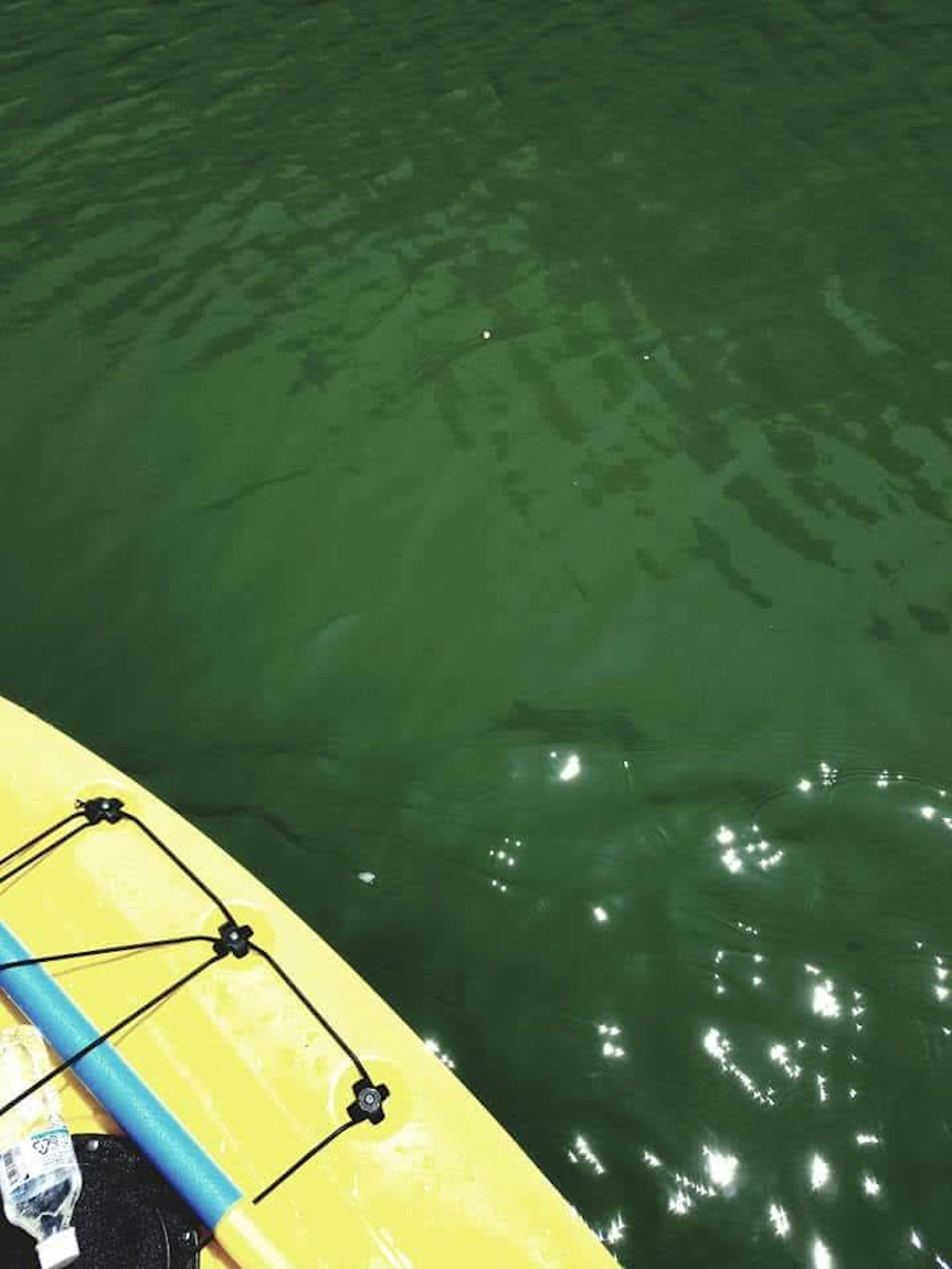 黄色のカヤックと緑の水面の上に光が反射しているシーン