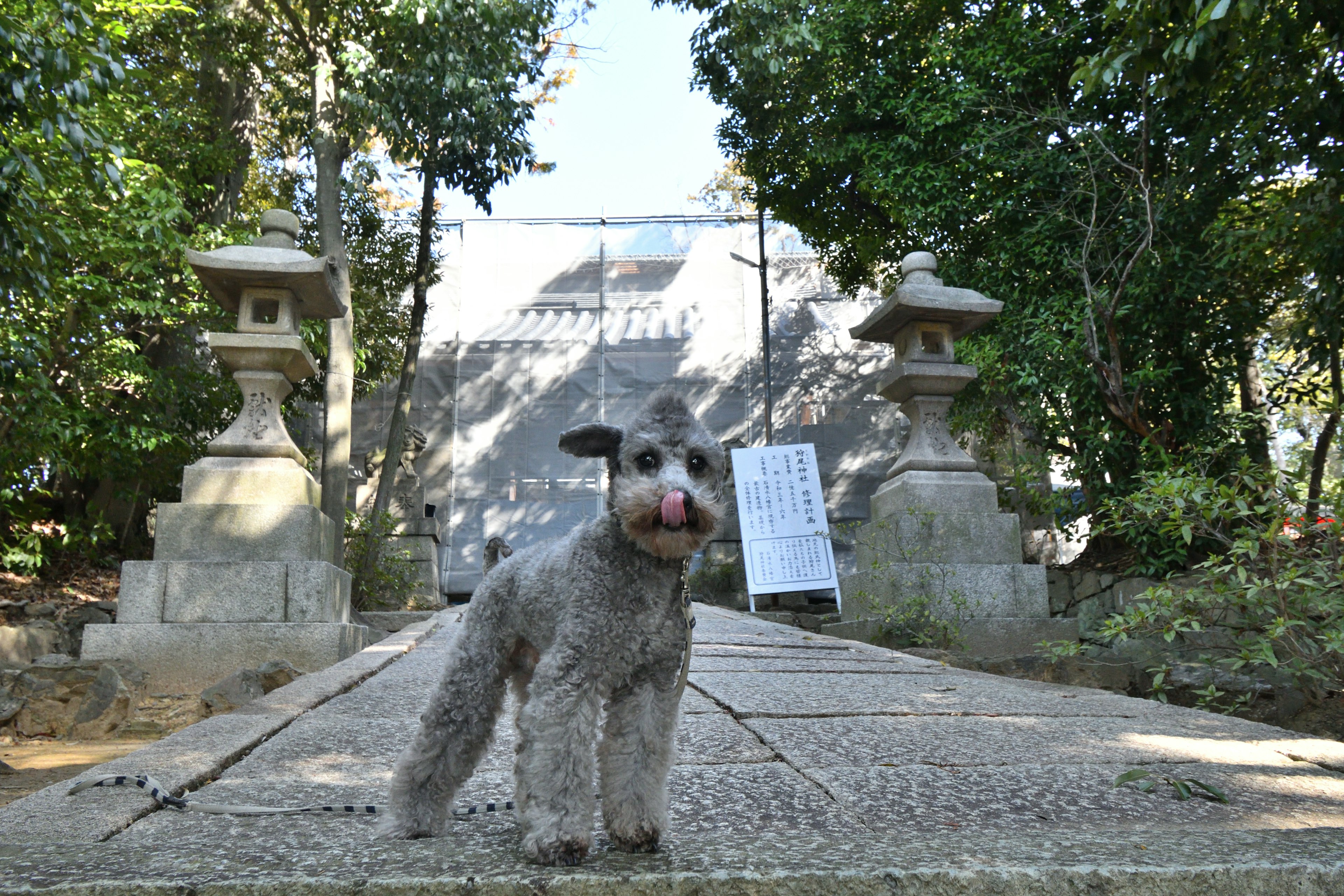 小道を歩く犬の前にある石灯籠と背景の建物