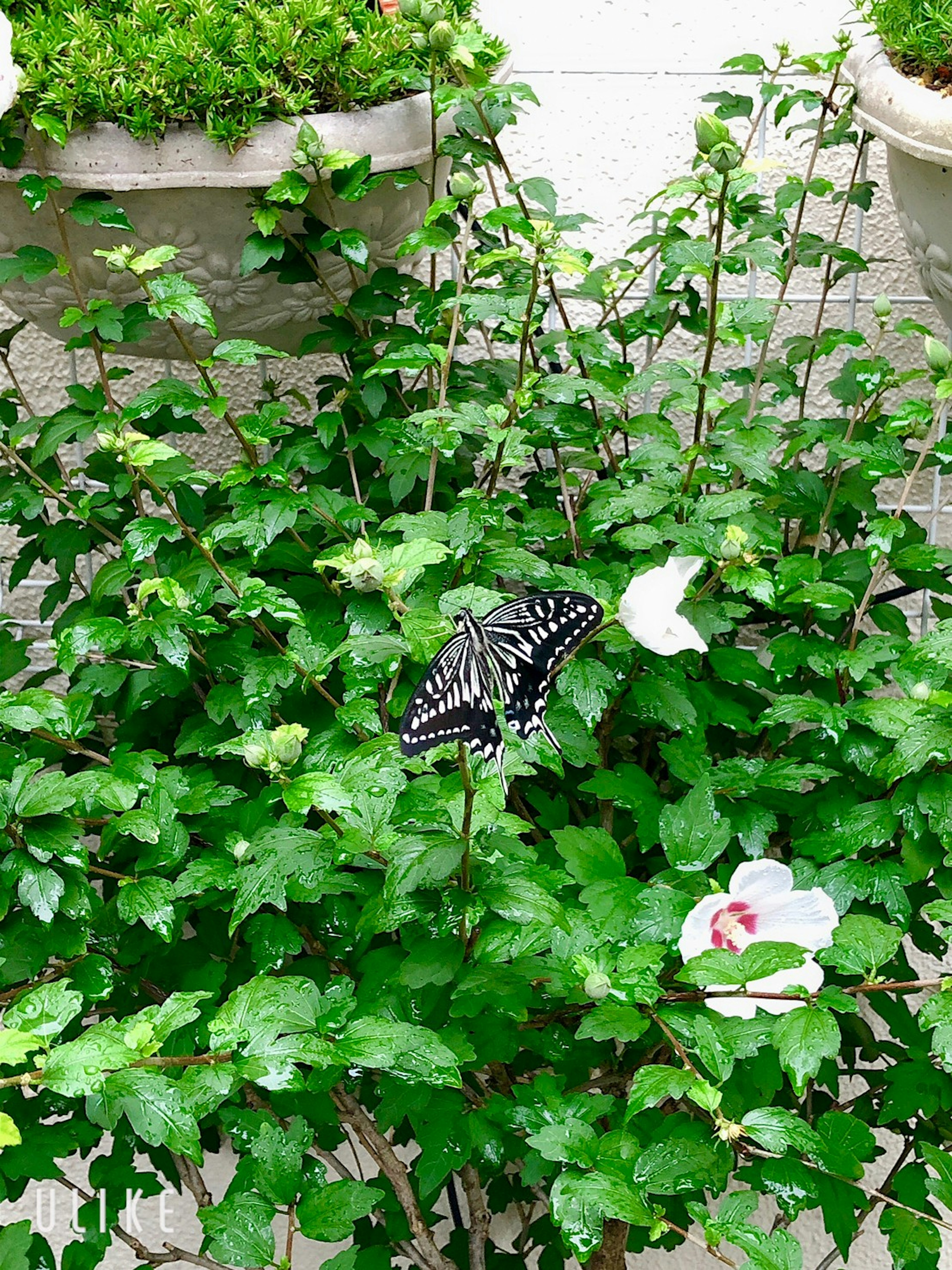 Una hermosa escena de jardín con una mariposa negra entre hojas verdes y flores blancas