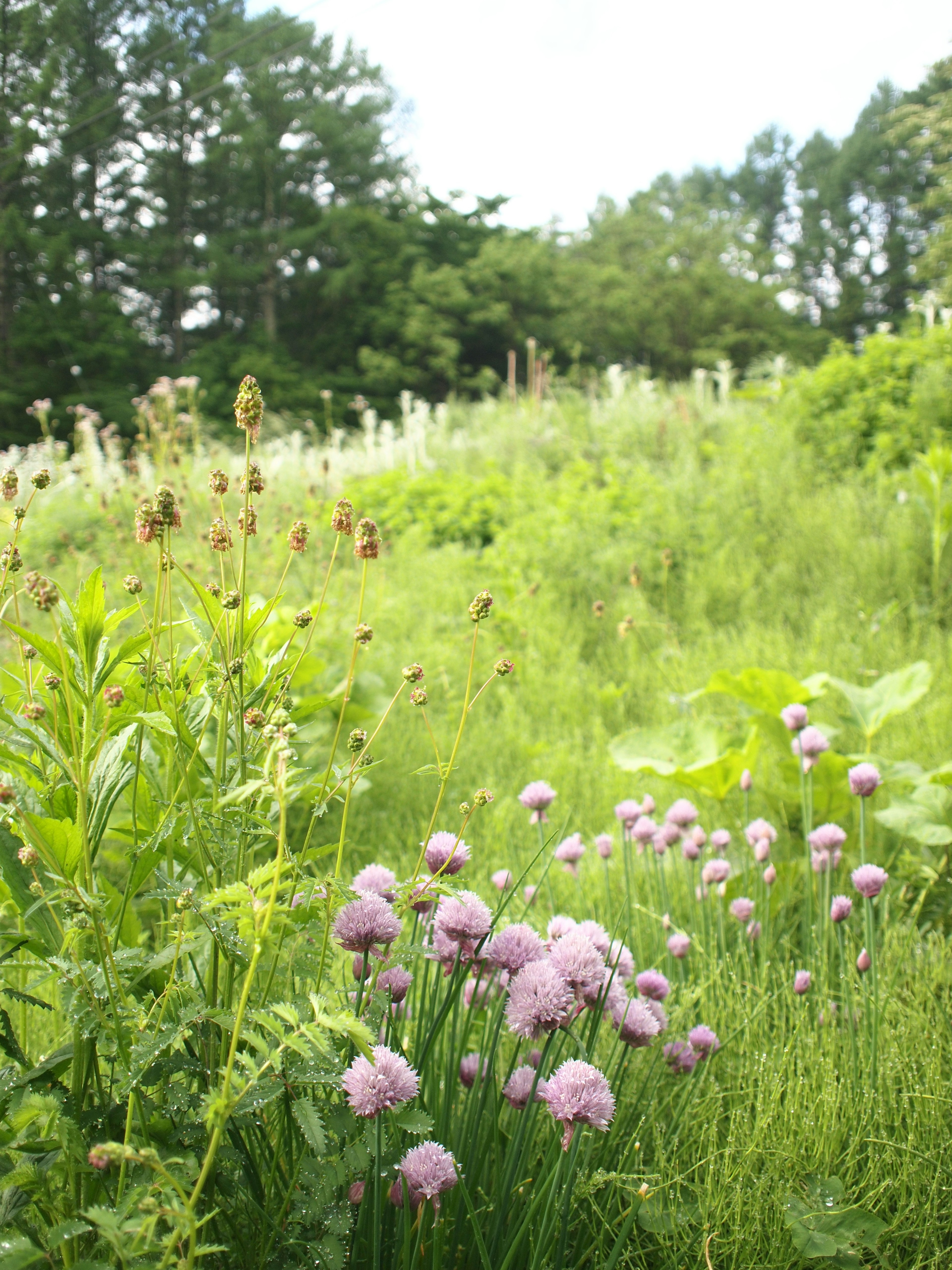 Prato verdeggiante con fiori di erba cipollina viola e varie erbe selvatiche