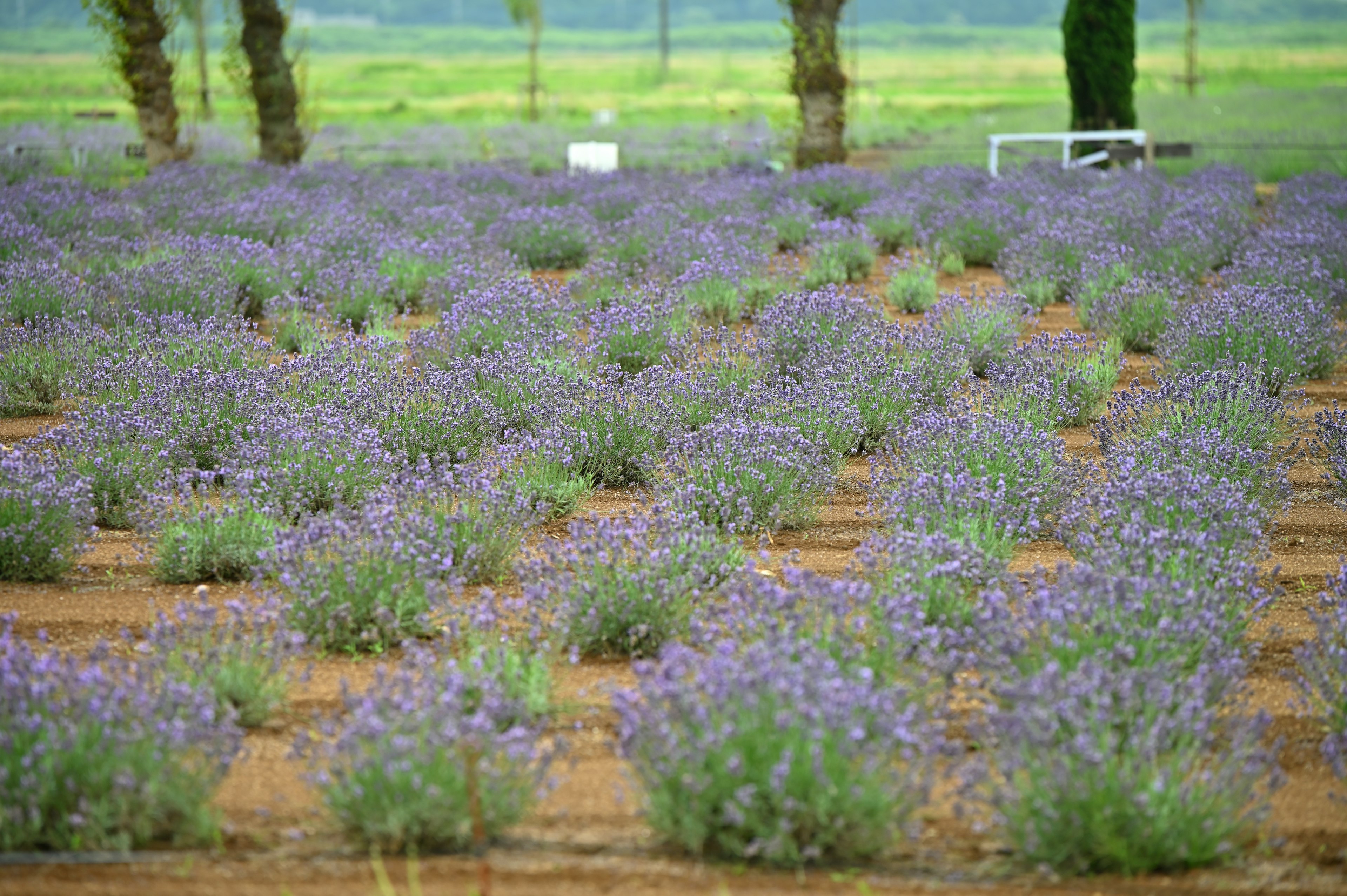 Campo di lavanda con file di fiori viola e sfondo verde