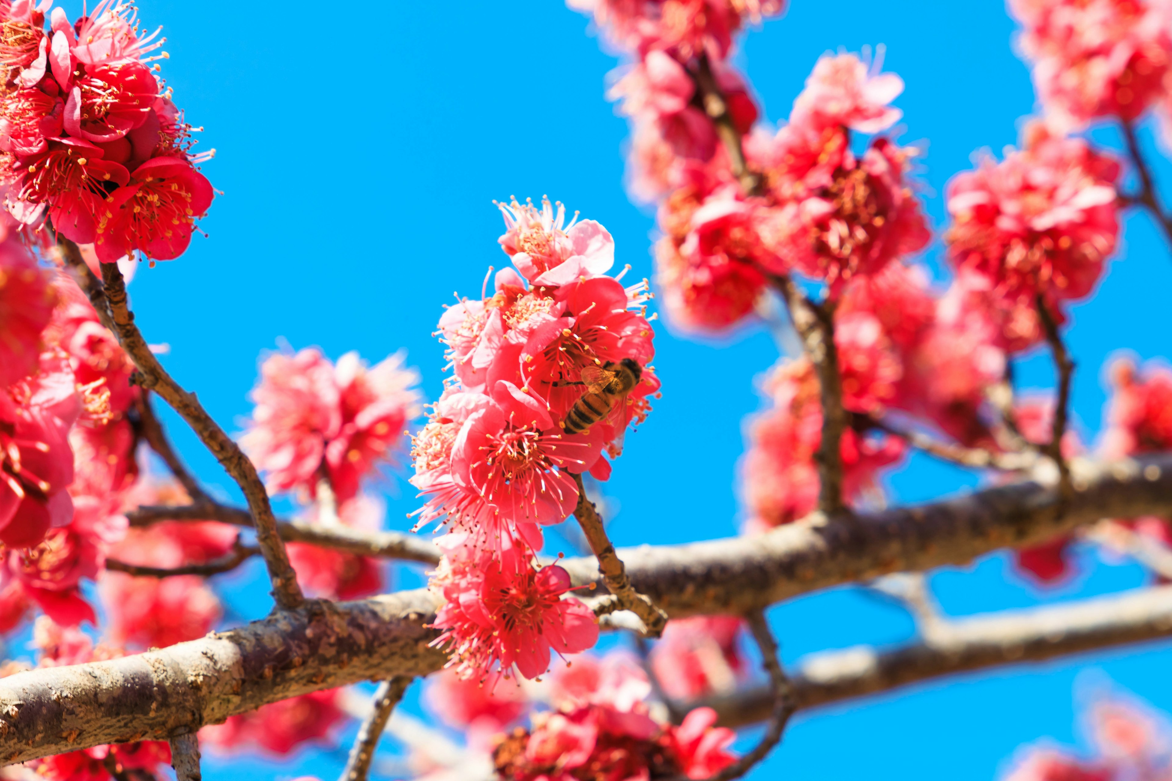 Branche avec des fleurs roses sous un ciel bleu