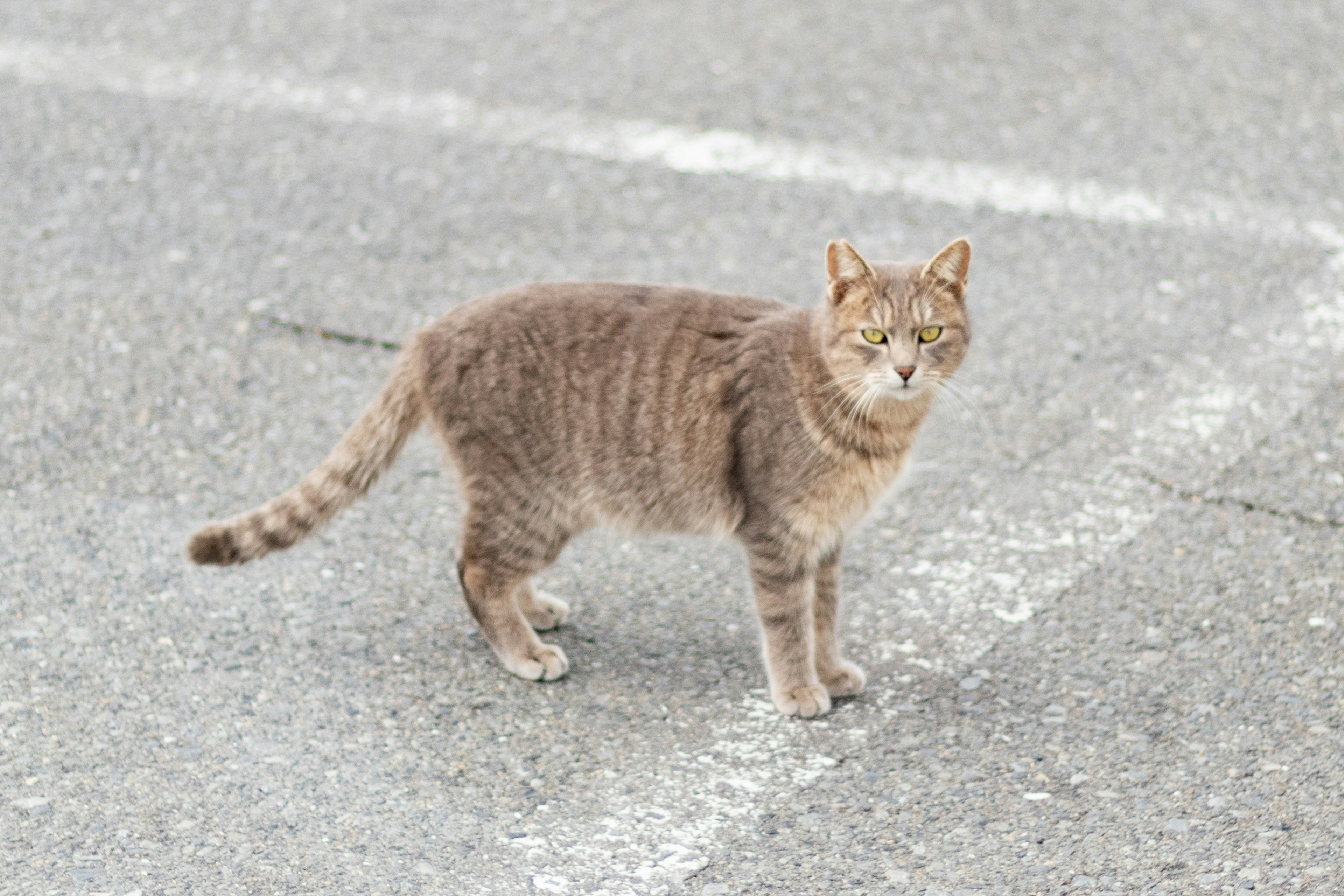 Gatto tigrato grigio in piedi sulla strada