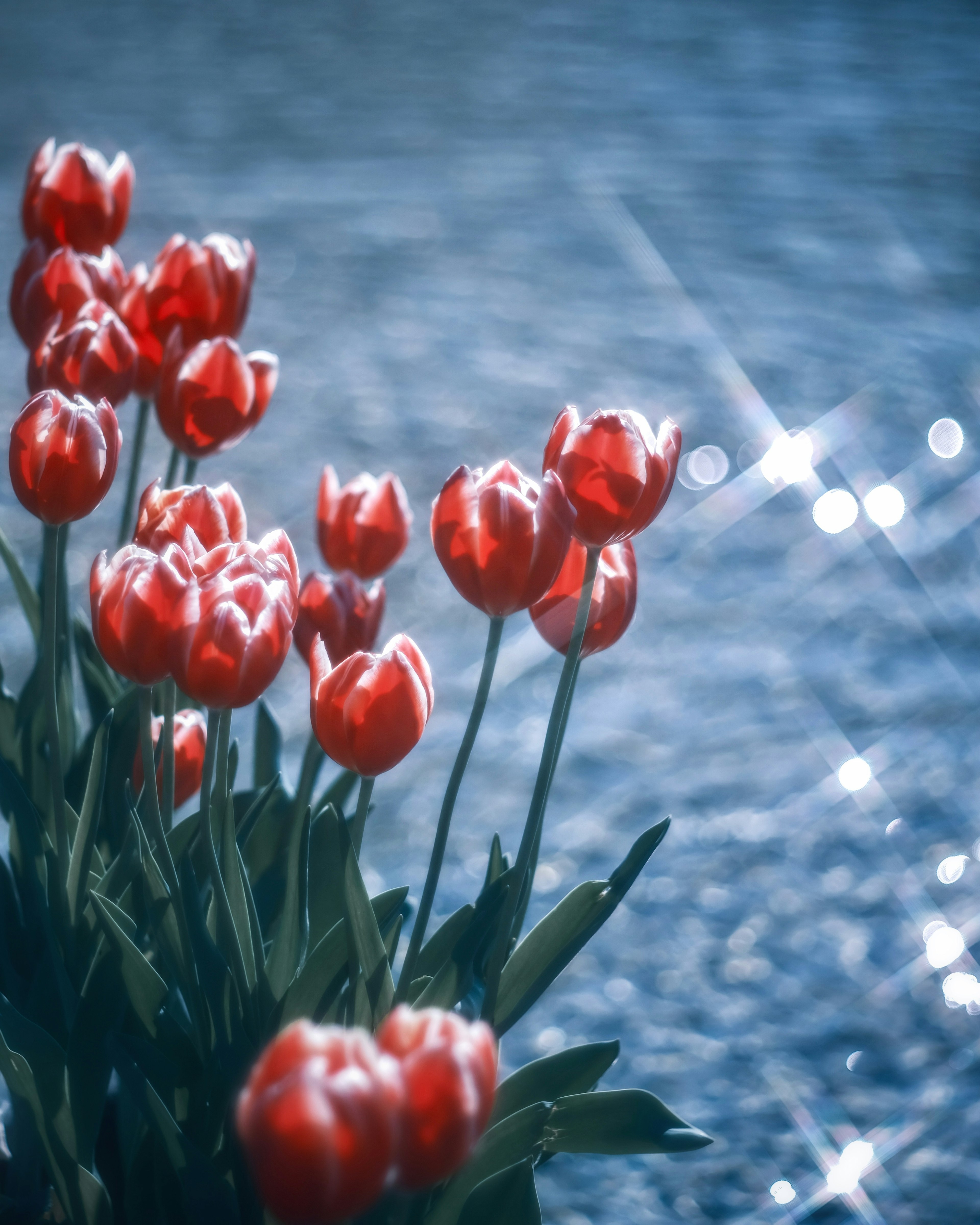 Sekelompok bunga tulip merah mekar di latar belakang air berkilau