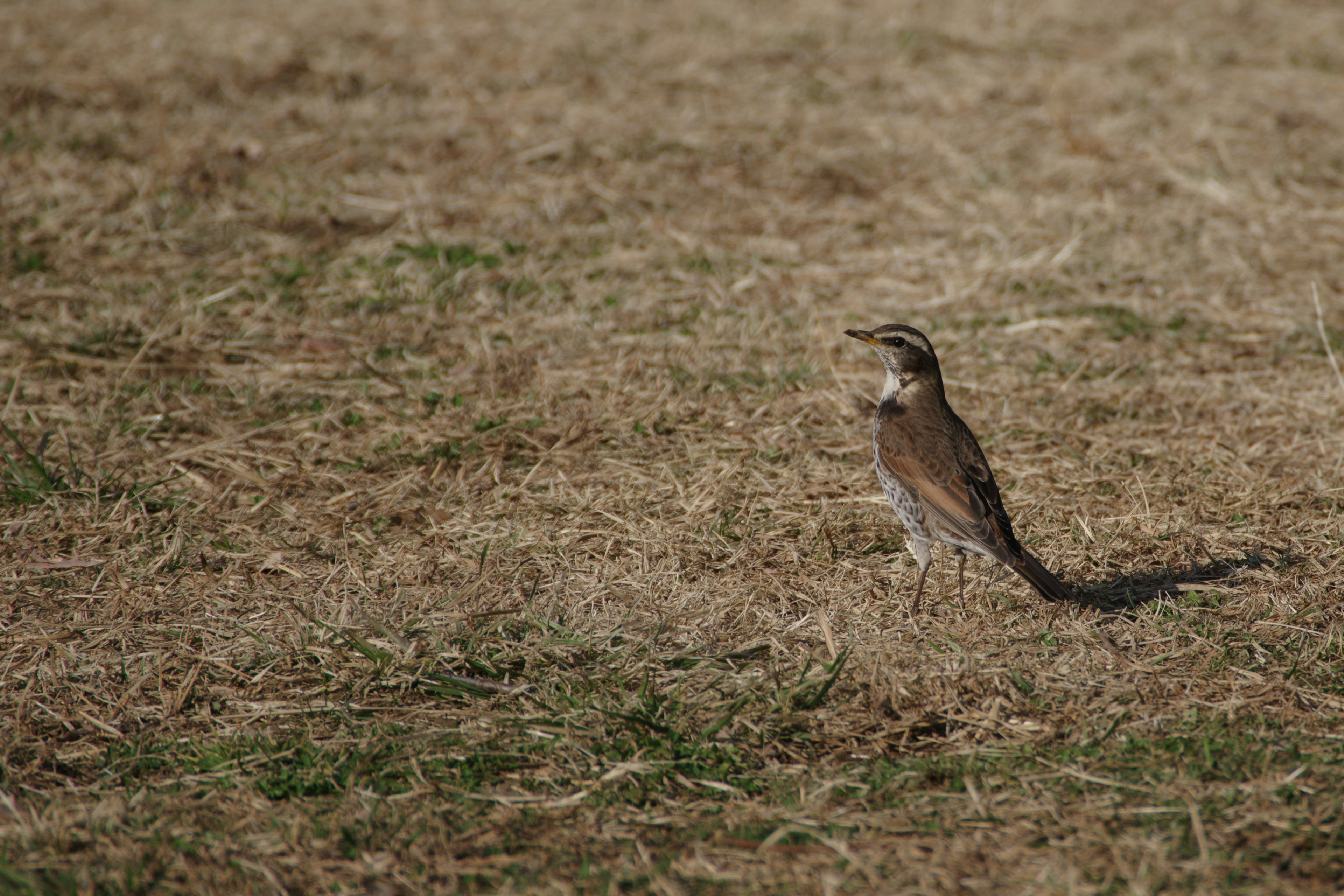 Un petit oiseau se tenant sur un champ de gazon sec