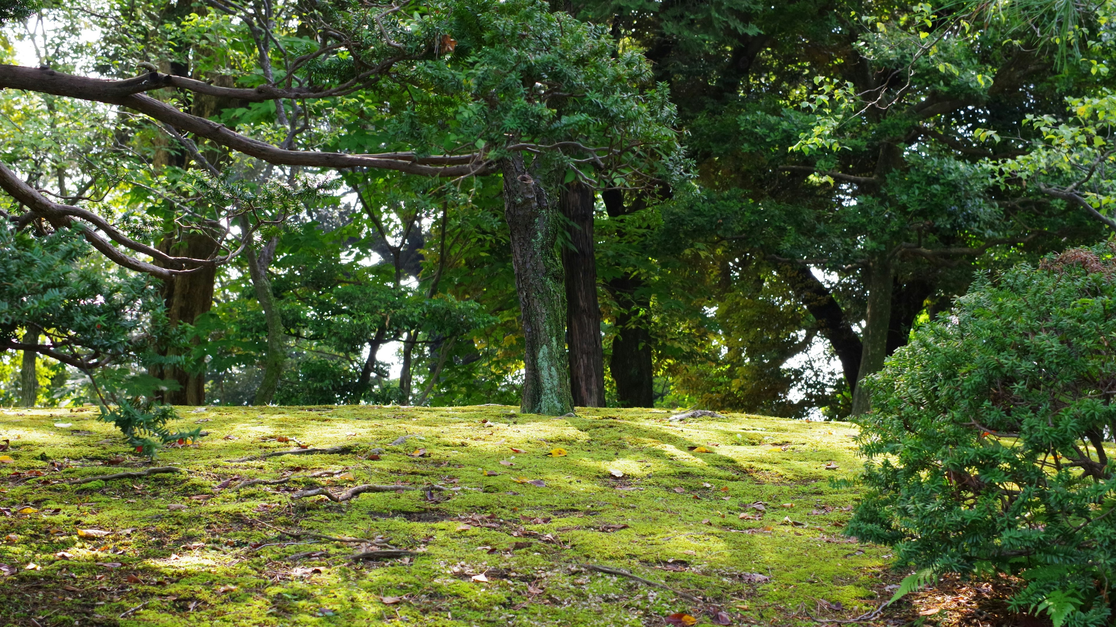 緑豊かな森の風景、木々と苔のある地面、穏やかな光