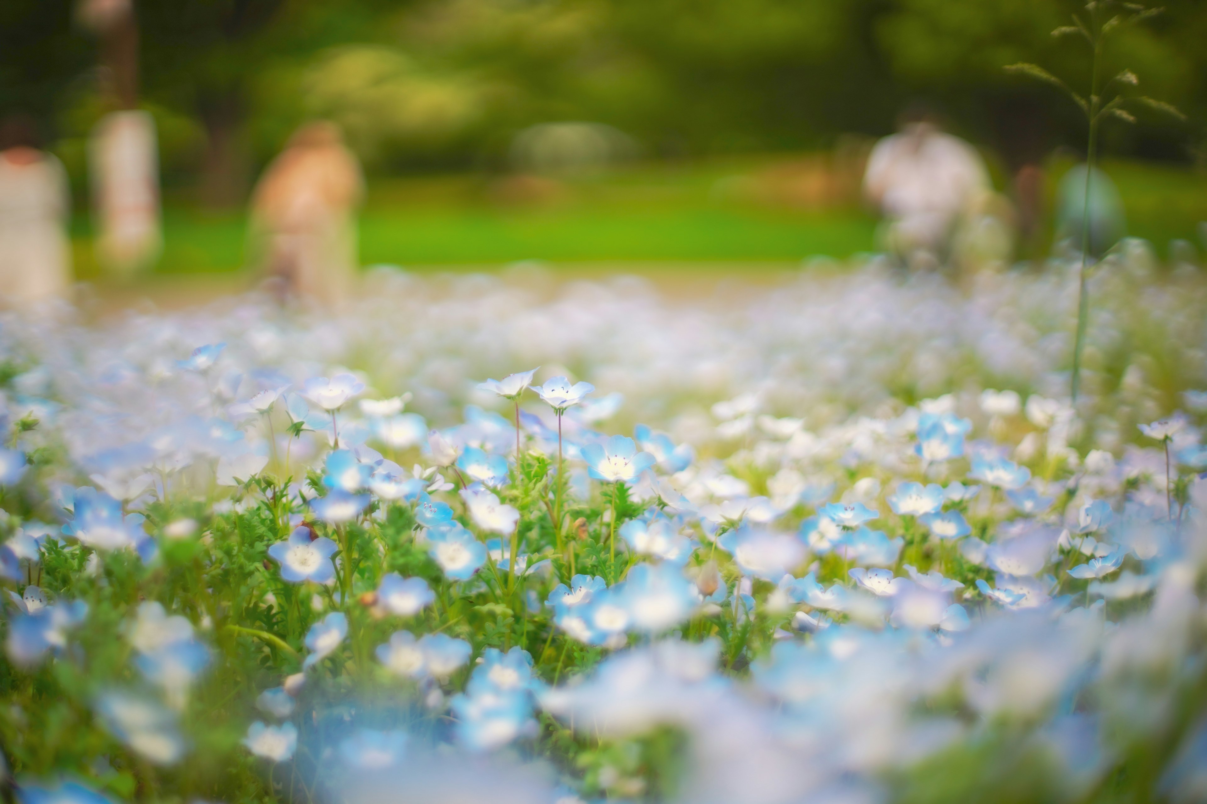 Verschwommene Aufnahme eines Feldes mit blauen Blumen in einem Park