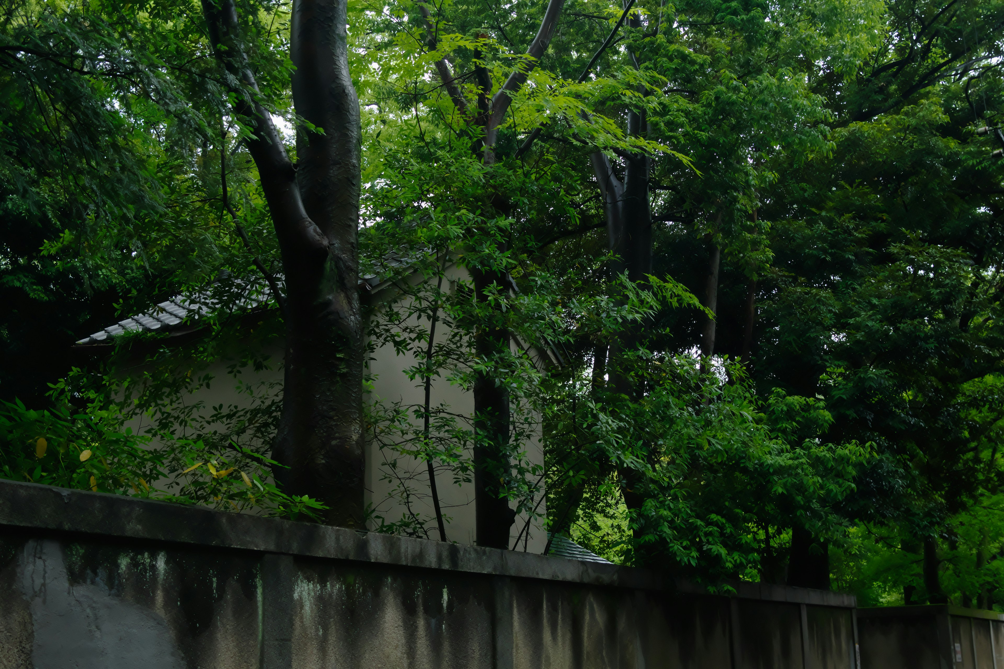 Una casa rodeada de árboles verdes exuberantes con una pared blanca