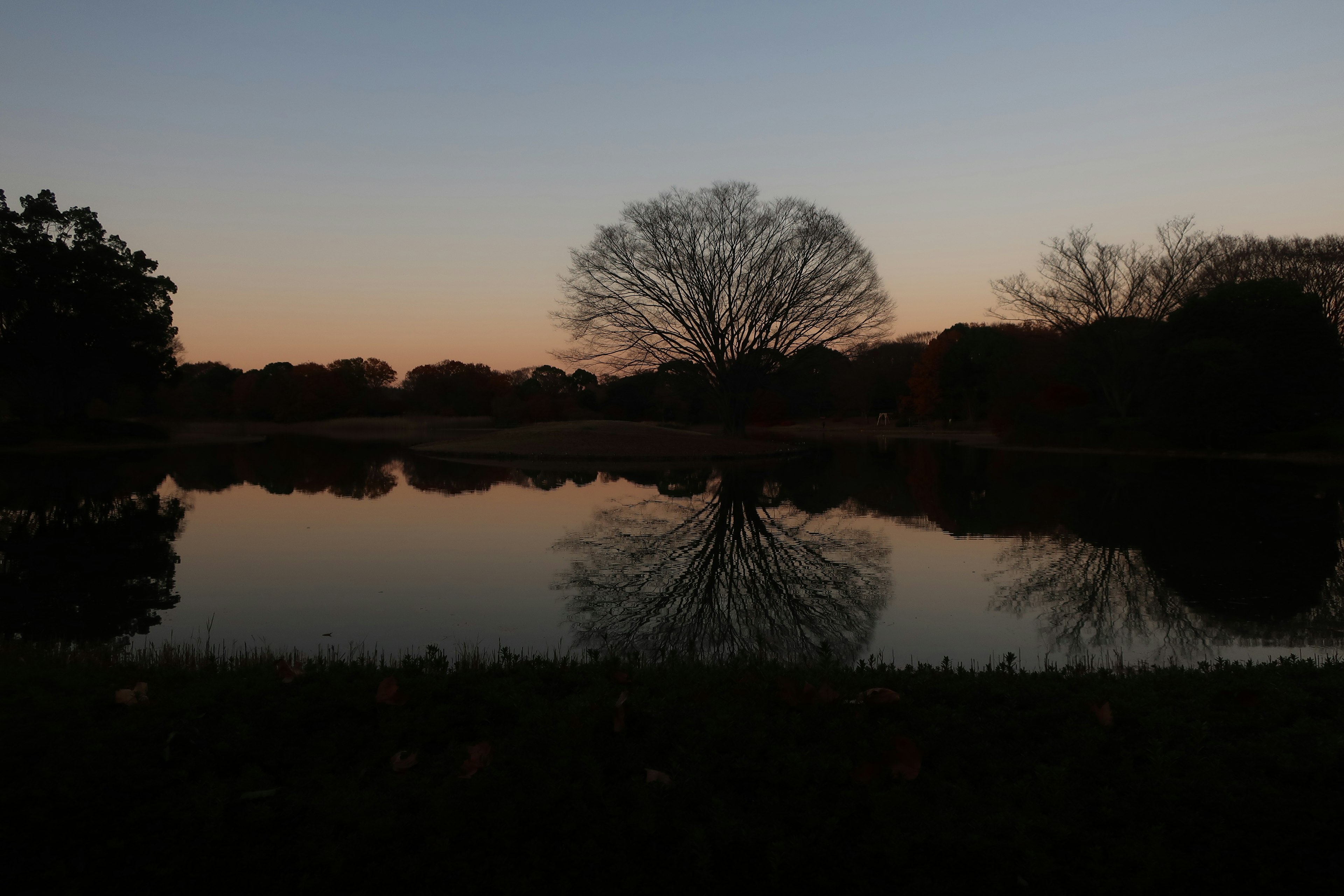 Silhouette of a tree at dusk reflected in still water