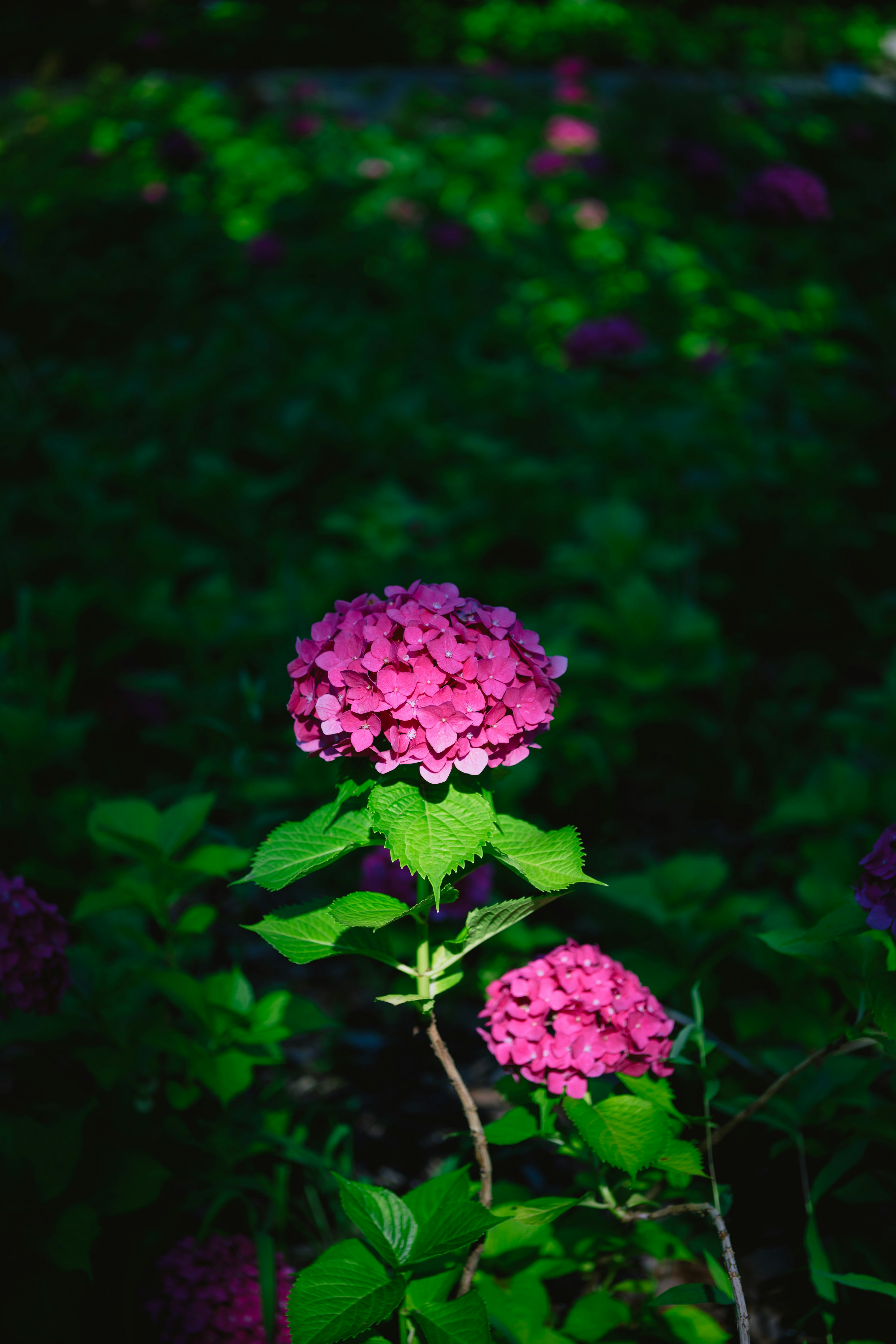Lebendige rosa Blume mit grünen Blättern vor dunklem Hintergrund