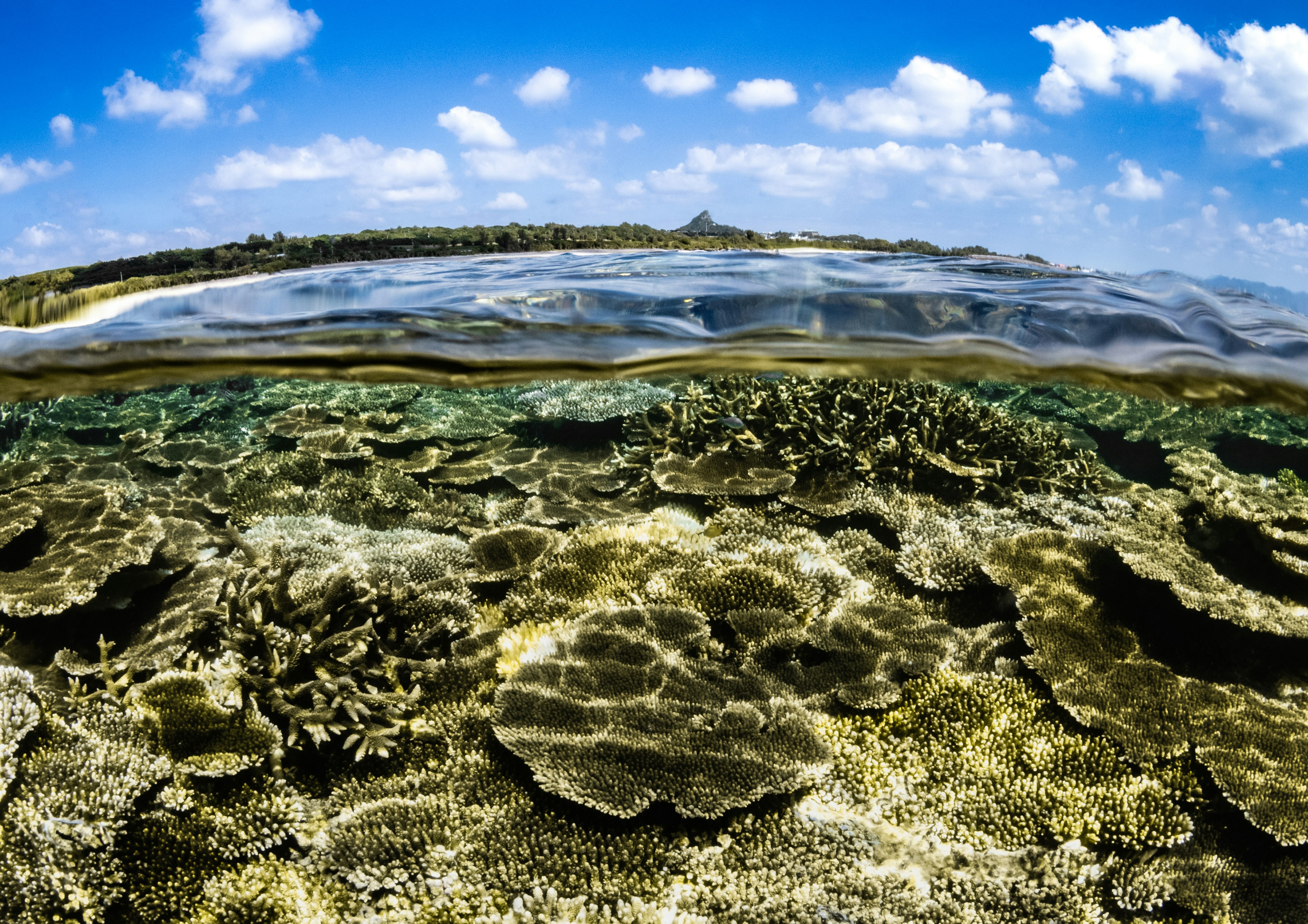 Vibrant coral reef and clear ocean view